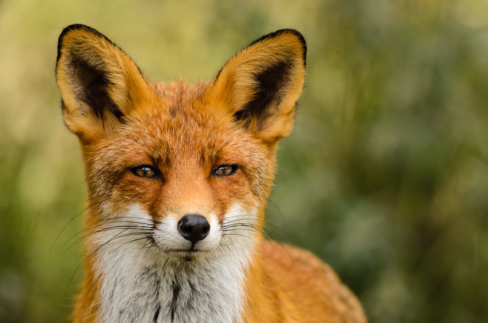 Free download wallpaper Fox, Animal on your PC desktop