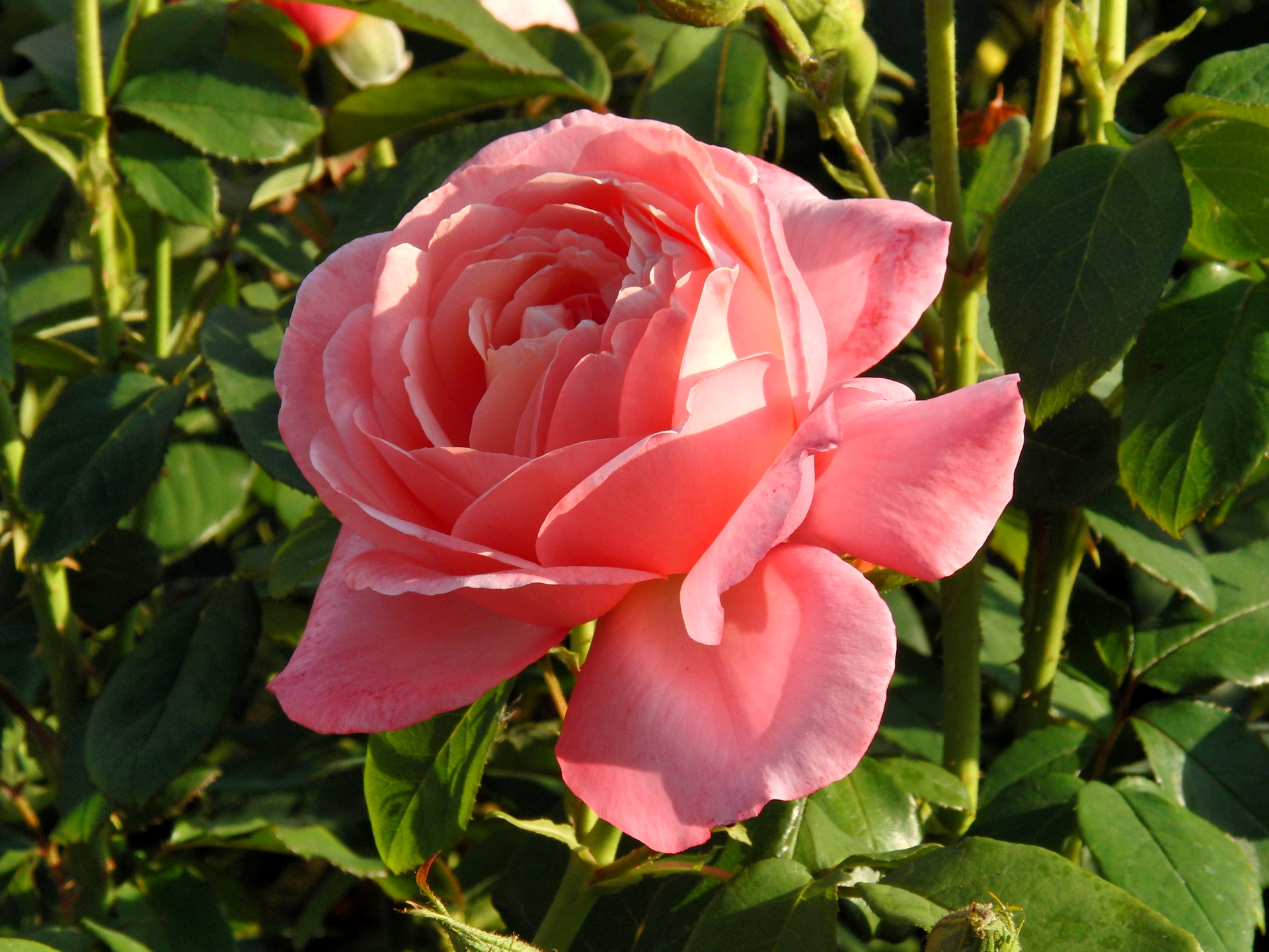 Descarga gratuita de fondo de pantalla para móvil de Flores, Flor, Rosa, Tierra/naturaleza.