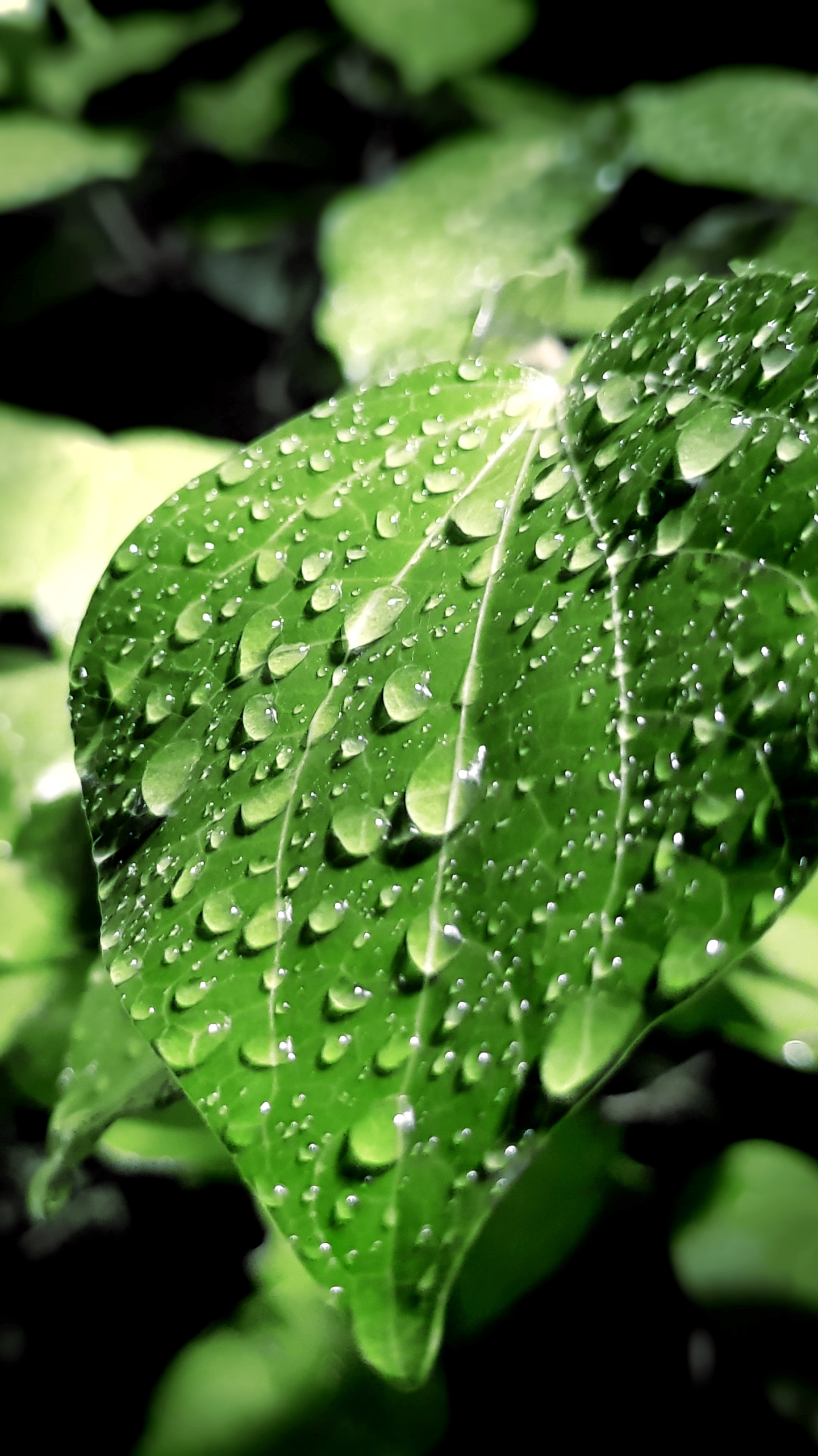 Download mobile wallpaper Macro, Leaf, Earth, Water Drop, Greenery for free.