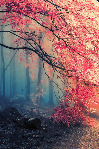 Download mobile wallpaper Nature, Forest, Tree, Fog, Fall, Earth, Path for free.