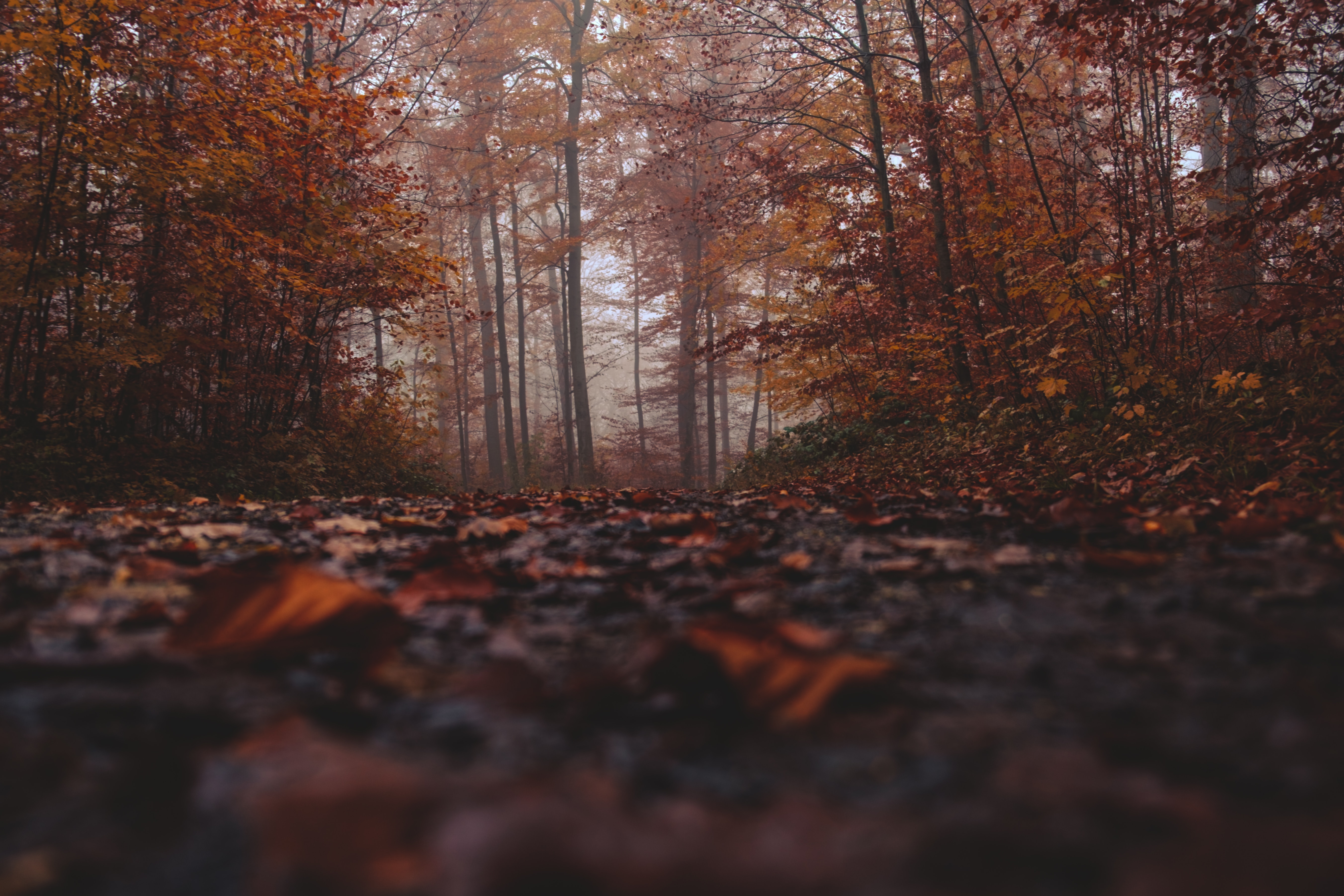 Download mobile wallpaper Fog, Forest, Nature, Autumn for free.