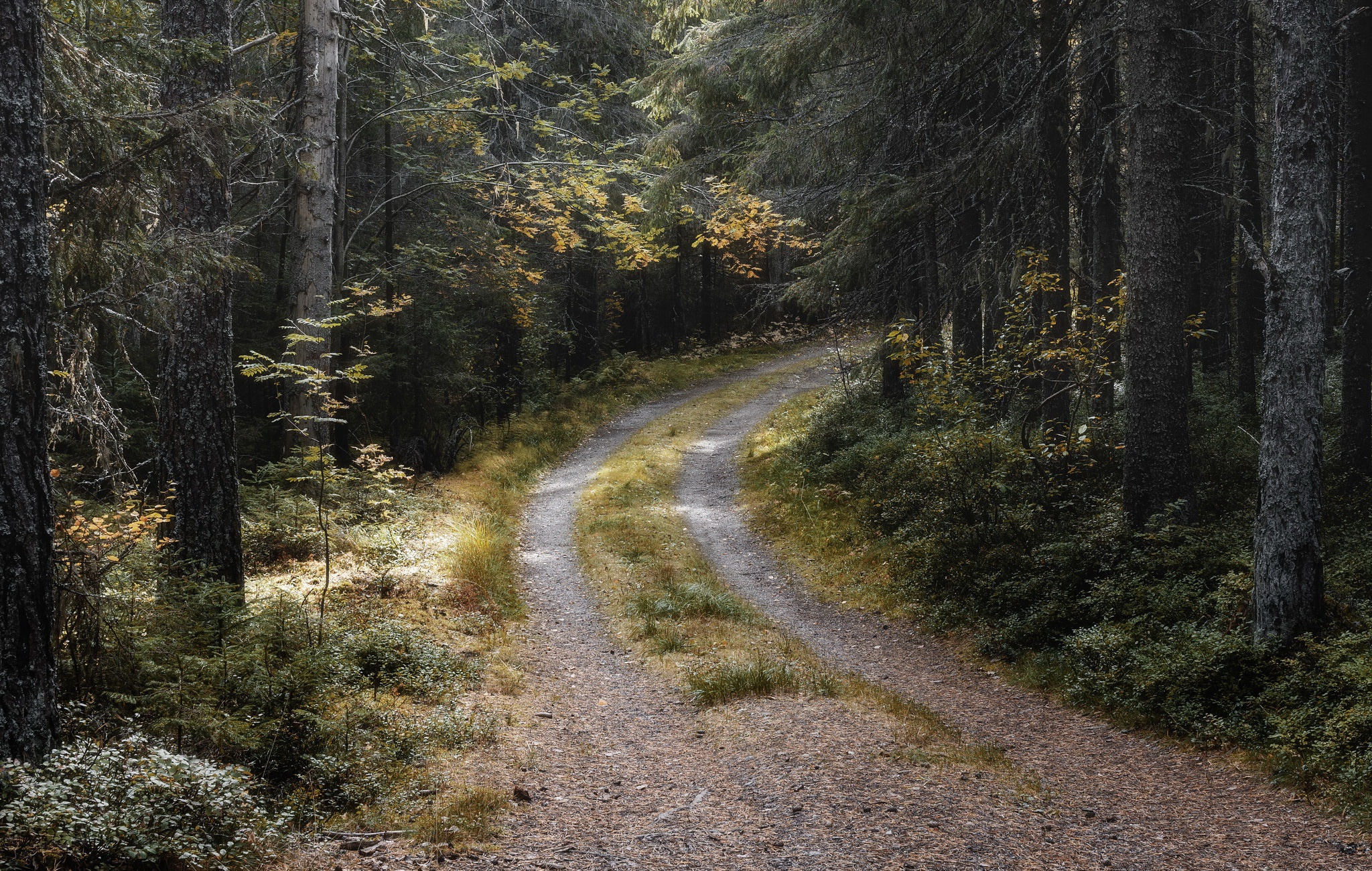 Download mobile wallpaper Road, Forest, Fall, Path, Man Made for free.