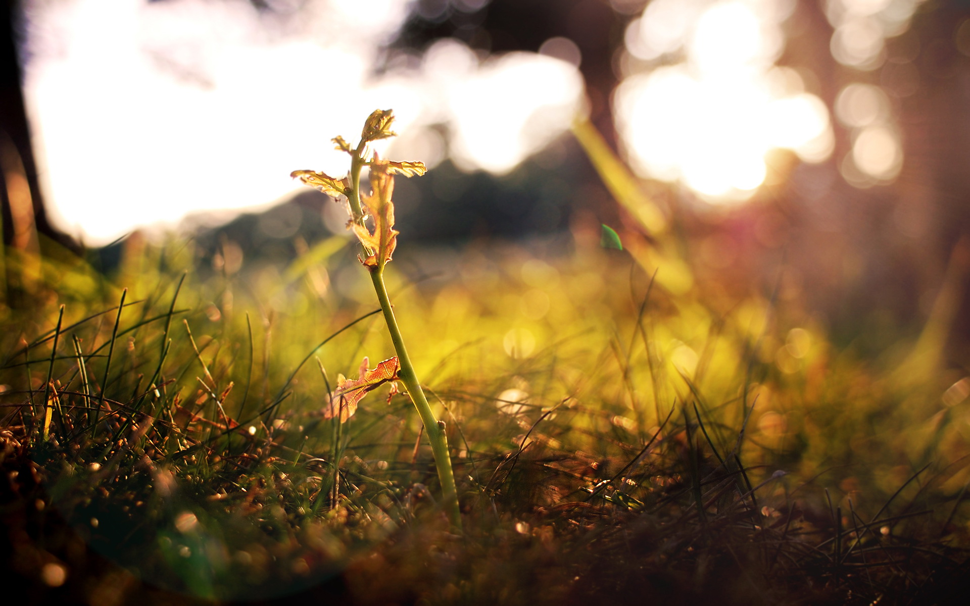 Handy-Wallpaper Erde/natur, Planze kostenlos herunterladen.