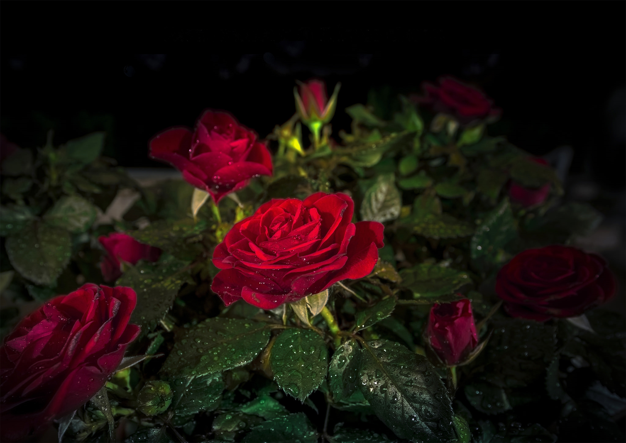 無料モバイル壁紙自然, フラワーズ, 花, 薔薇, 地球, 赤いバラ, 水滴, 赤い花をダウンロードします。