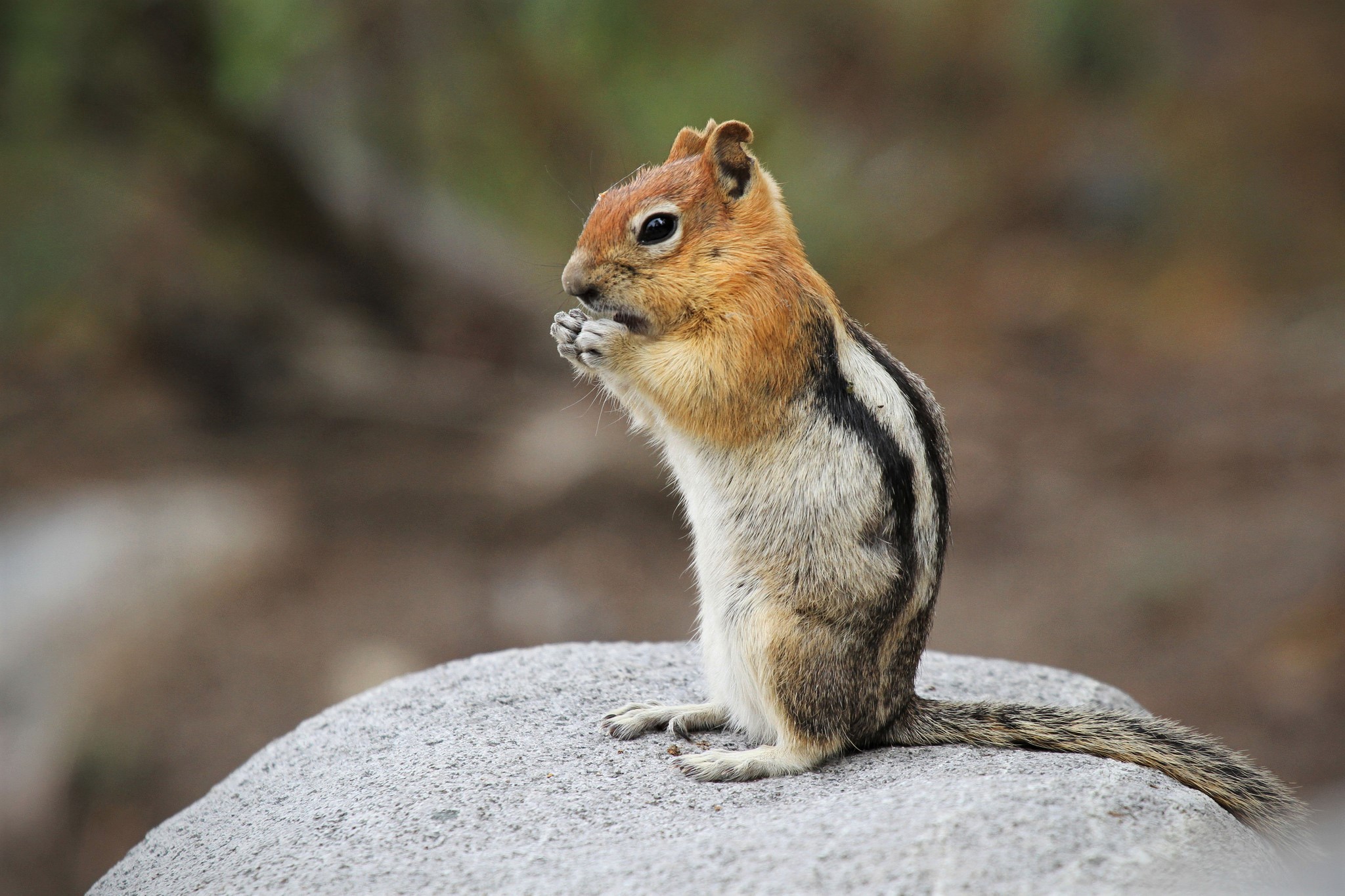 Download mobile wallpaper Animal, Rodent, Chipmunk for free.