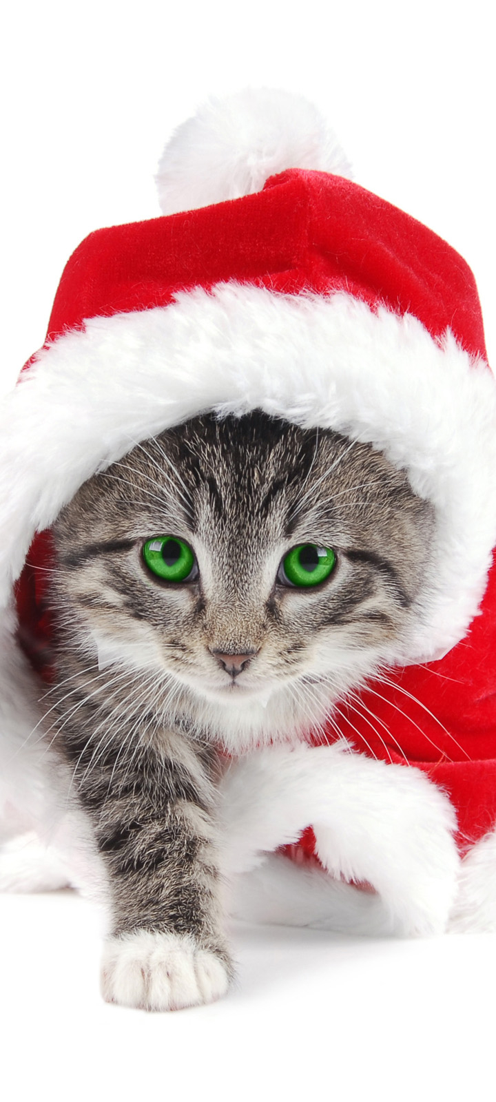 Handy-Wallpaper Tiere, Katzen, Katze, Kätzchen, Grüne Augen, Weihnachtsmütze kostenlos herunterladen.