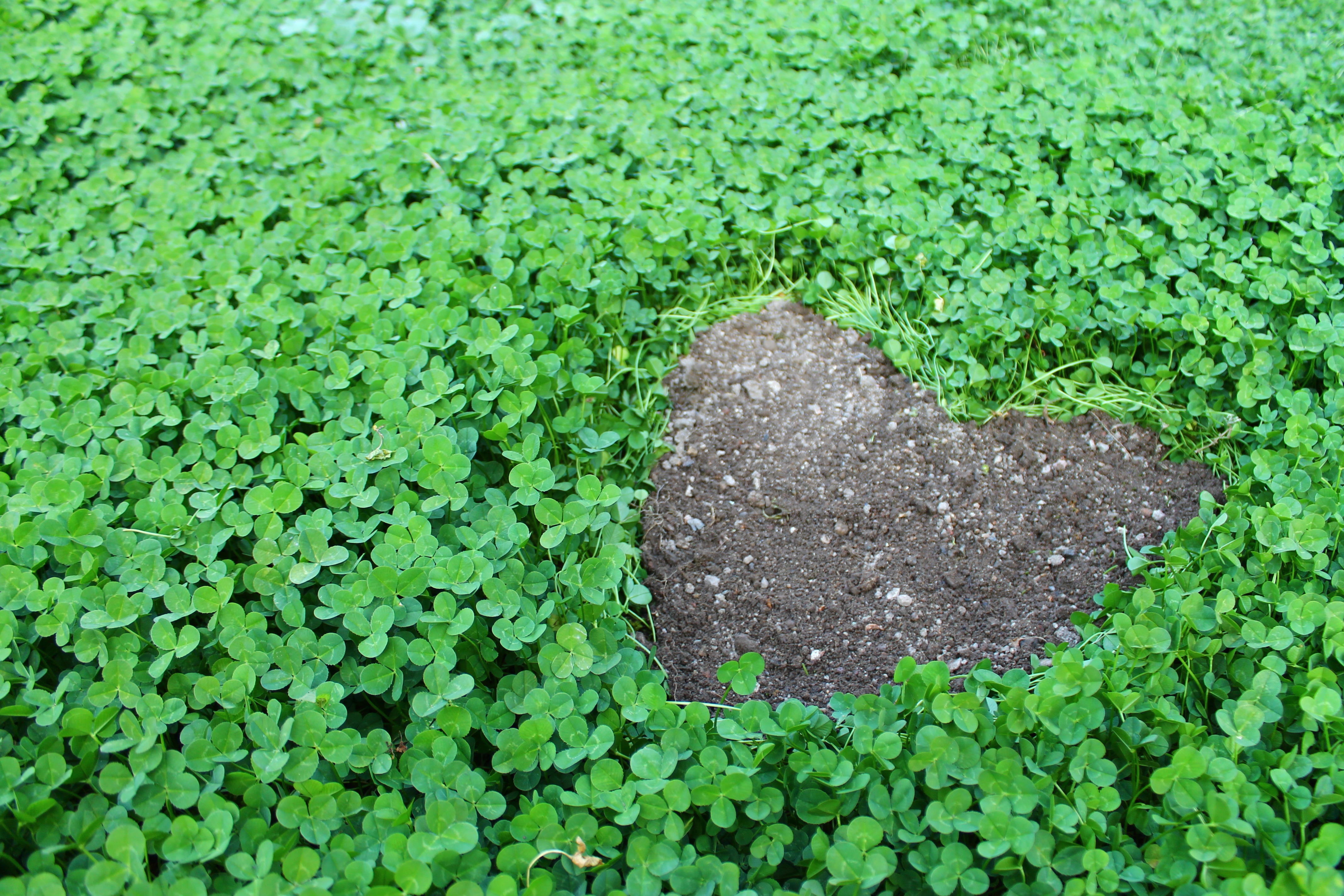 Download mobile wallpaper Plant, Earth, Heart, Clover for free.