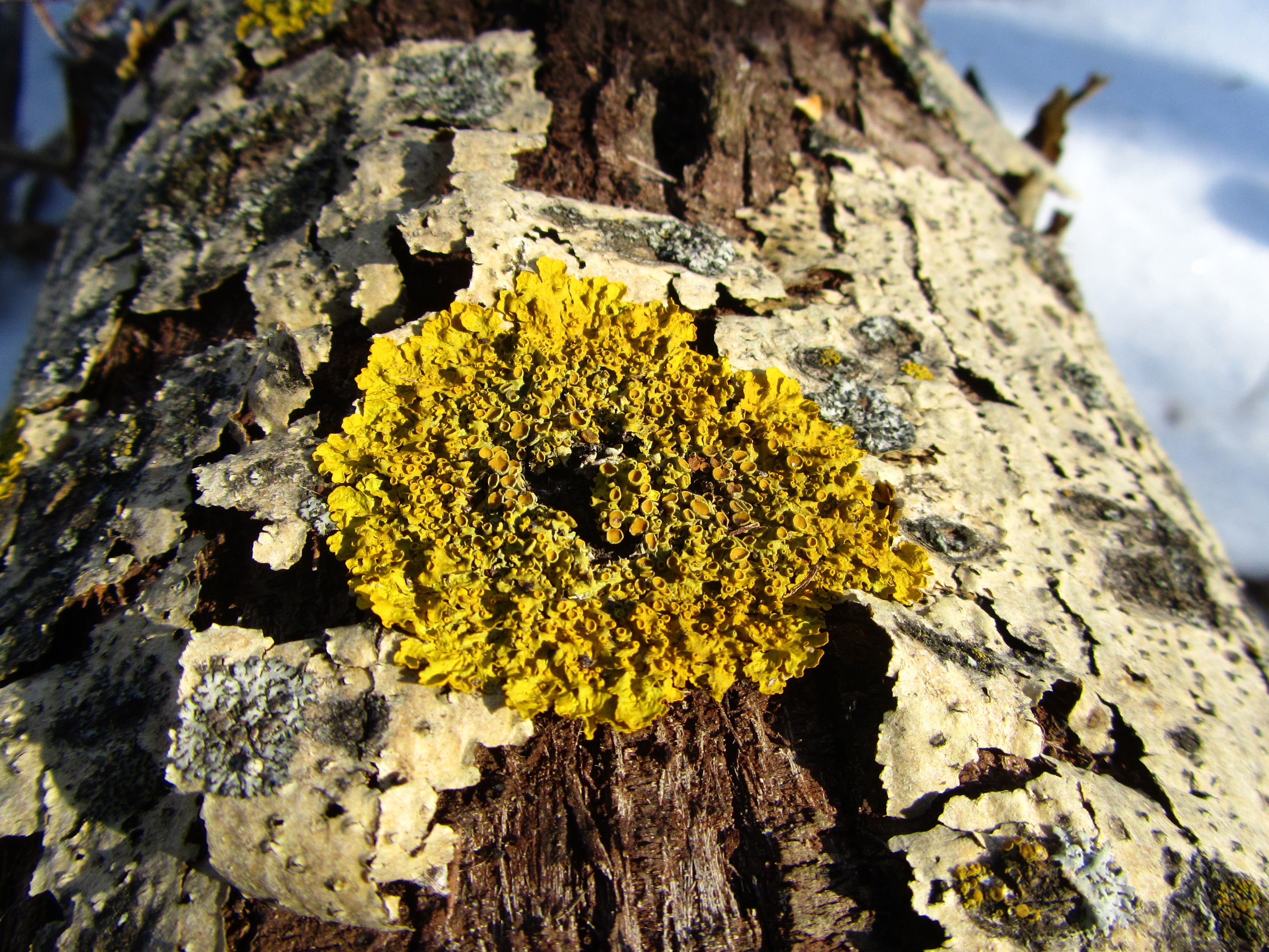 Baixar papel de parede para celular de Musgo, Terra/natureza gratuito.