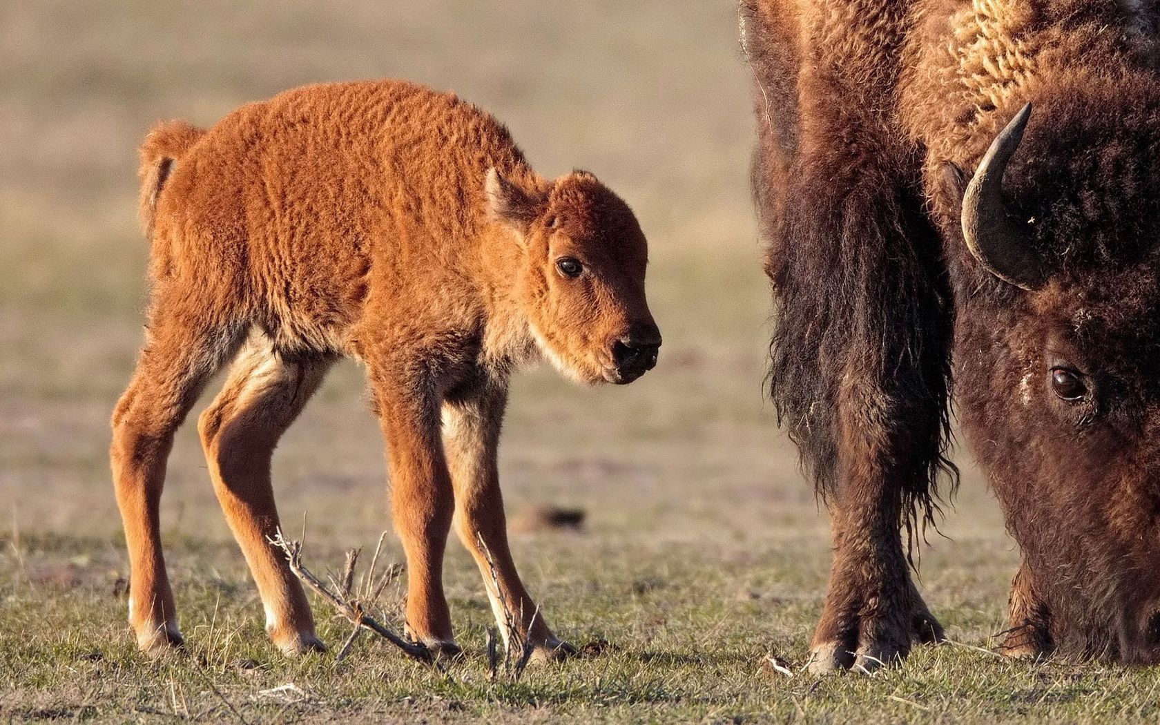 animals, food, grass, calf, stroll, buffalo, bison