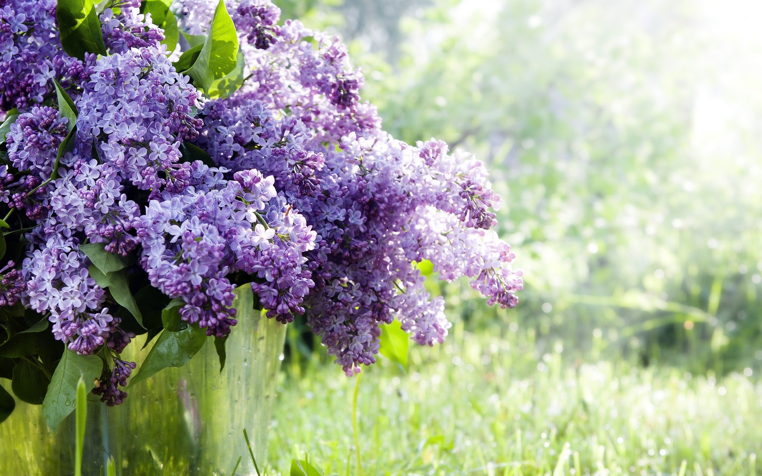 Baixe gratuitamente a imagem Floração, Flores, Terra/natureza na área de trabalho do seu PC