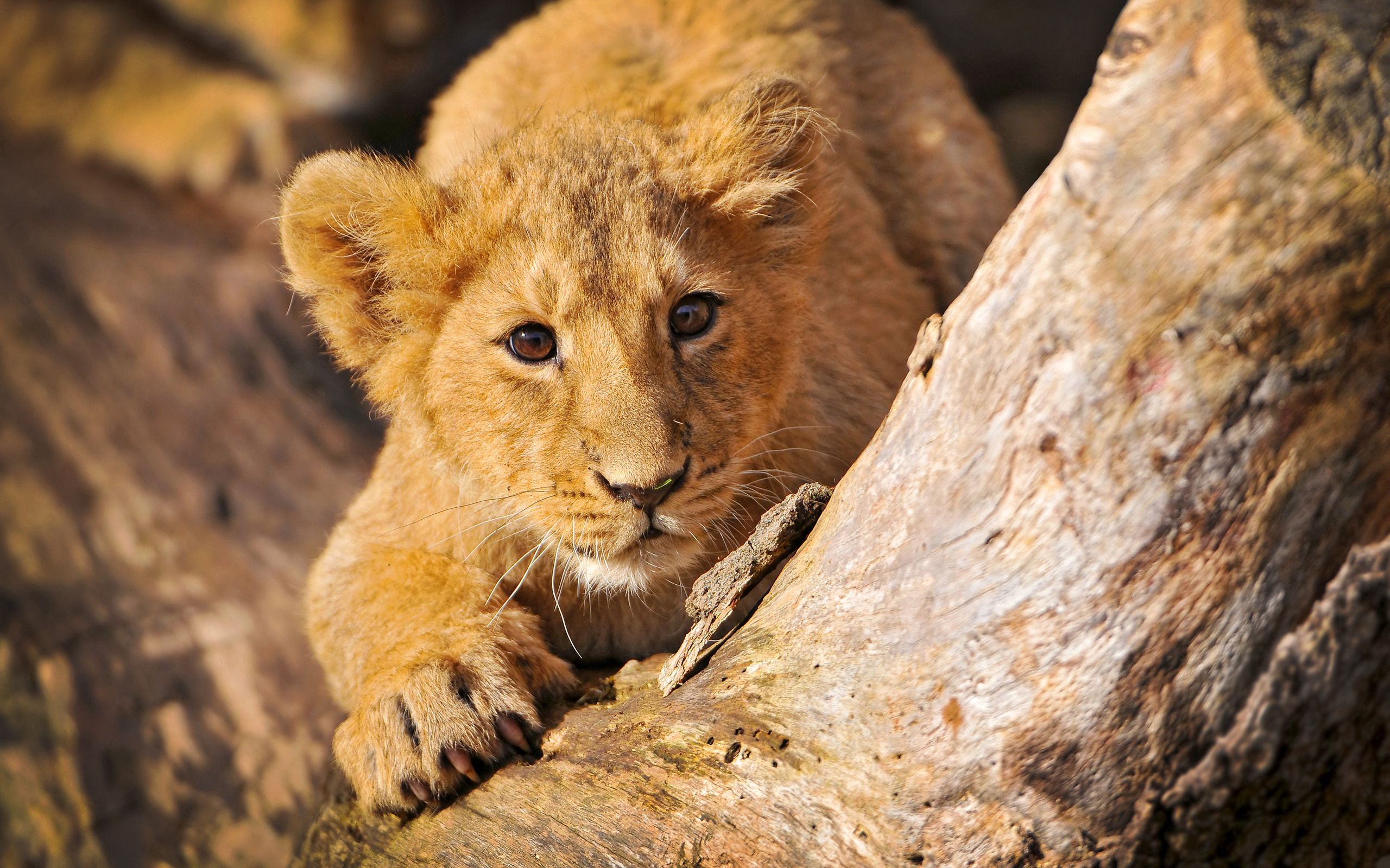 lion cub, animals, lion, hide, crawl, self preservation, lurk