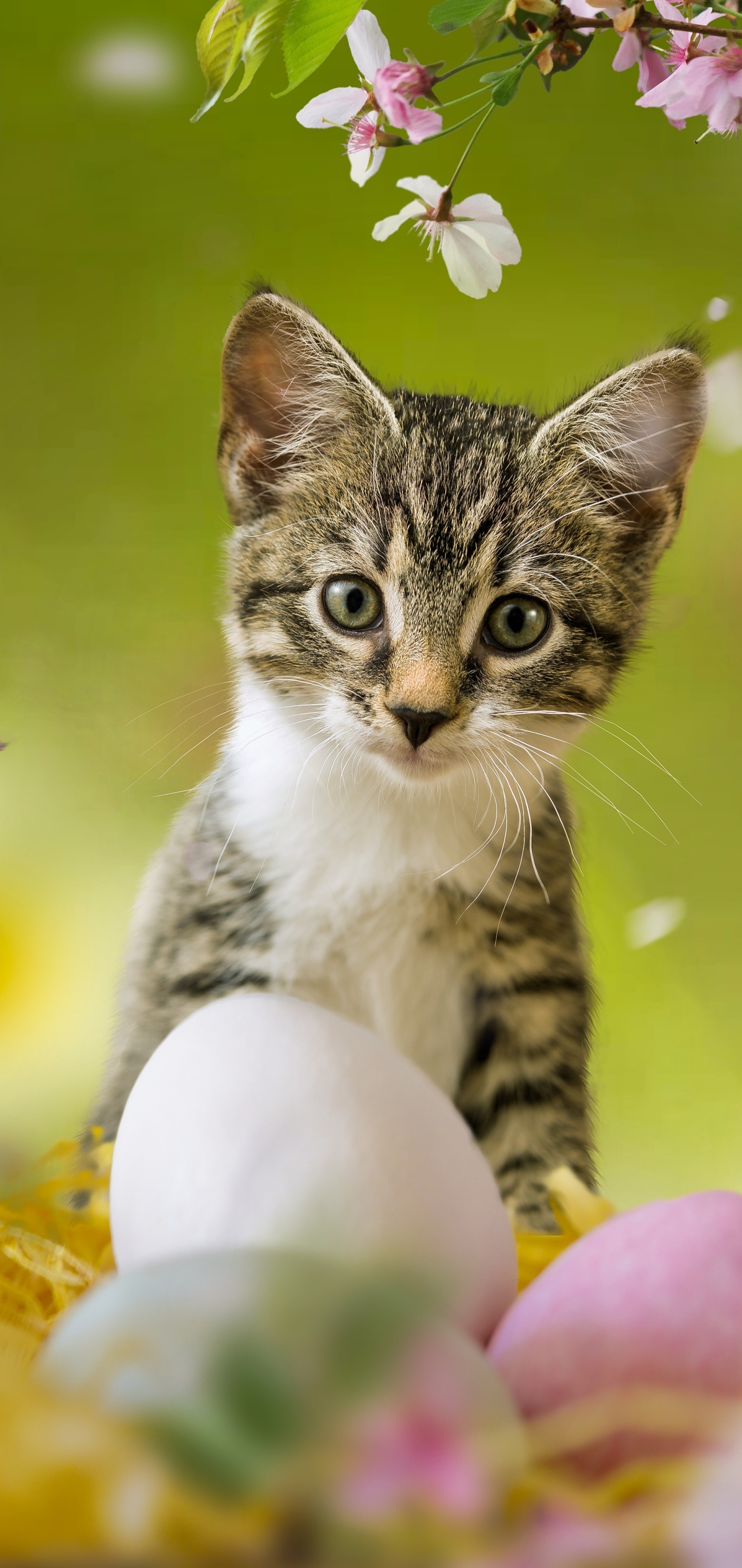 Download mobile wallpaper Cats, Cat, Kitten, Animal, Baby Animal, Easter Egg for free.
