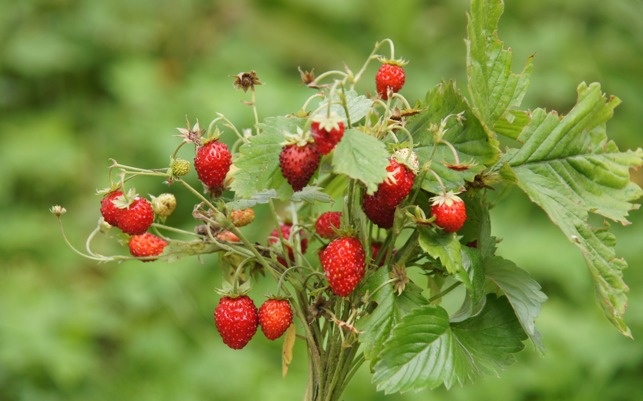 Laden Sie das Pflanzen, Erdbeere, Berries-Bild kostenlos auf Ihren PC-Desktop herunter