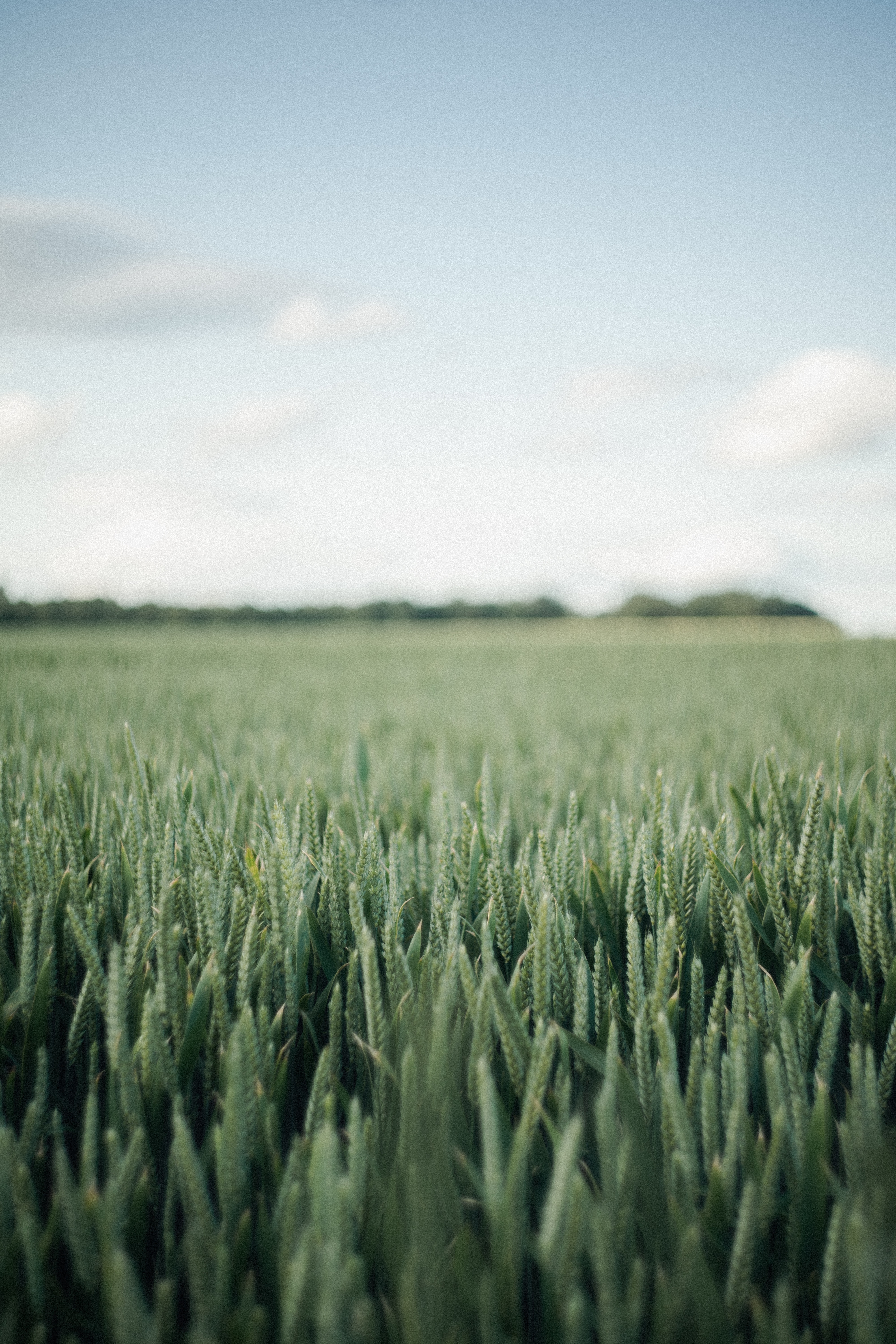 nature, wheat, landscape, green, field Full HD