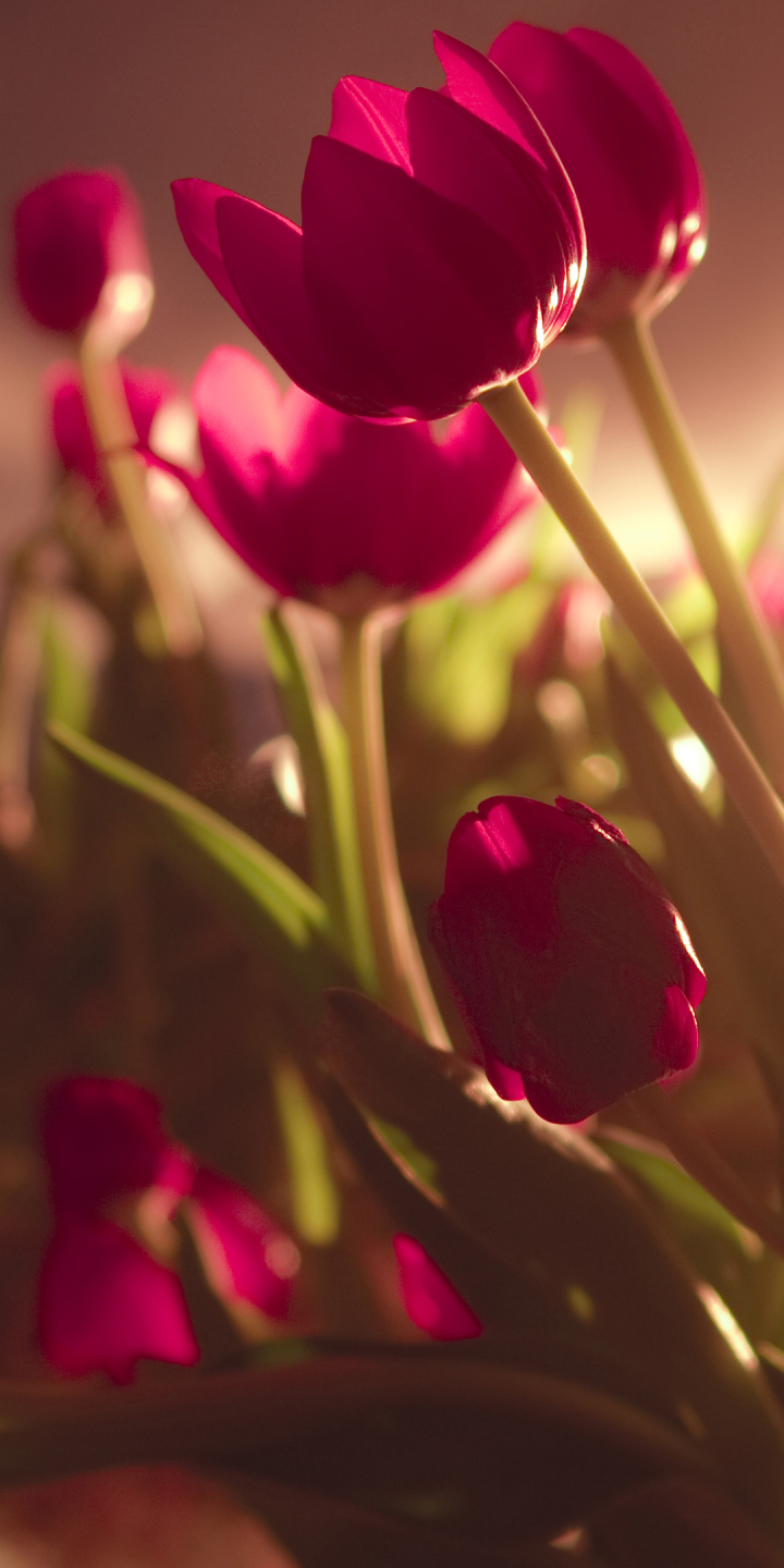 Descarga gratuita de fondo de pantalla para móvil de Flores, Flor, Tulipán, Tierra/naturaleza.