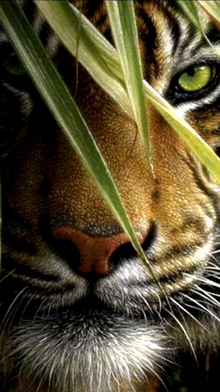 Download mobile wallpaper Cats, Animal, Tiger for free.