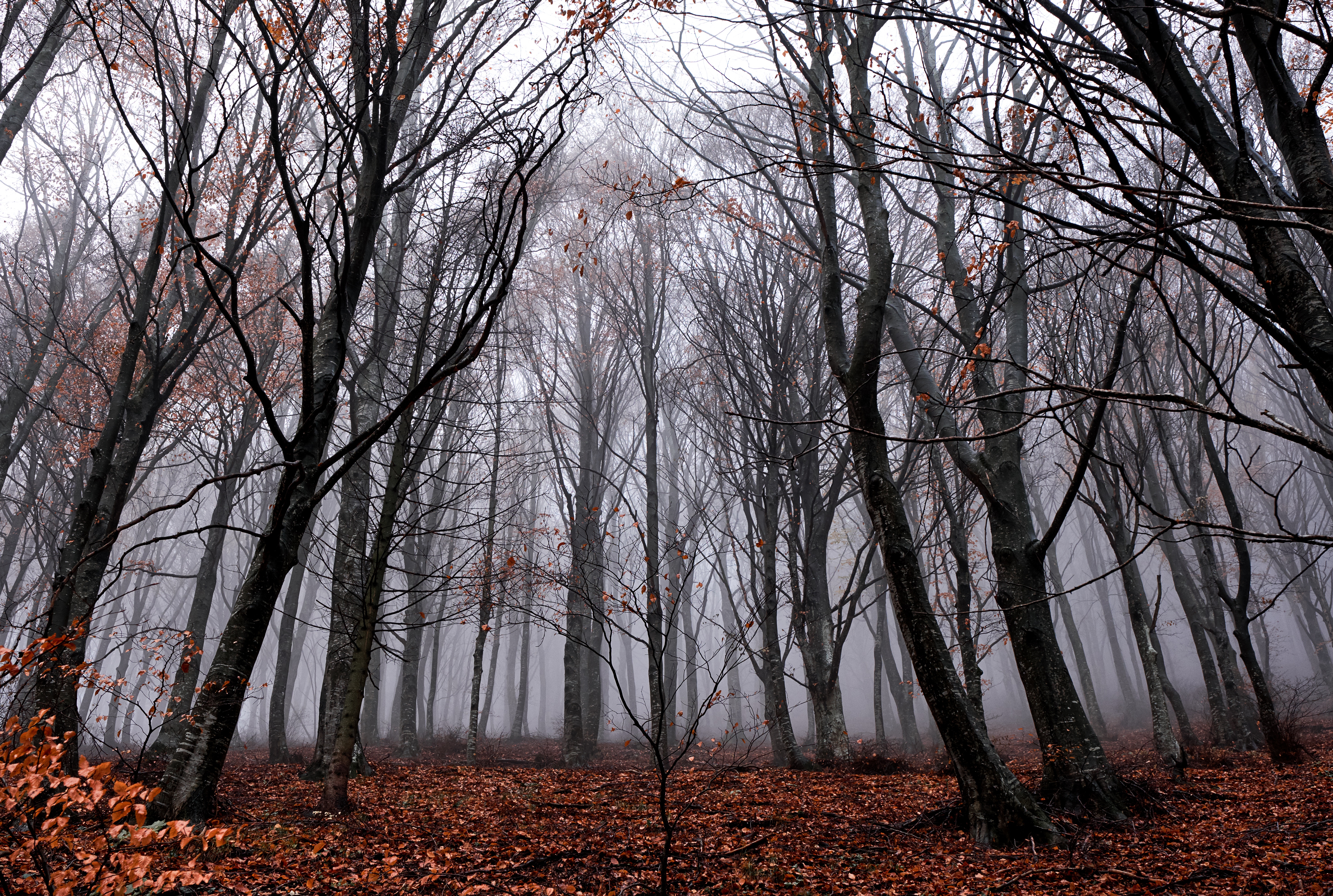 111266 завантажити шпалери осінь, природа, дерева, листя, ліс, туман, опалий, полеглий - заставки і картинки безкоштовно