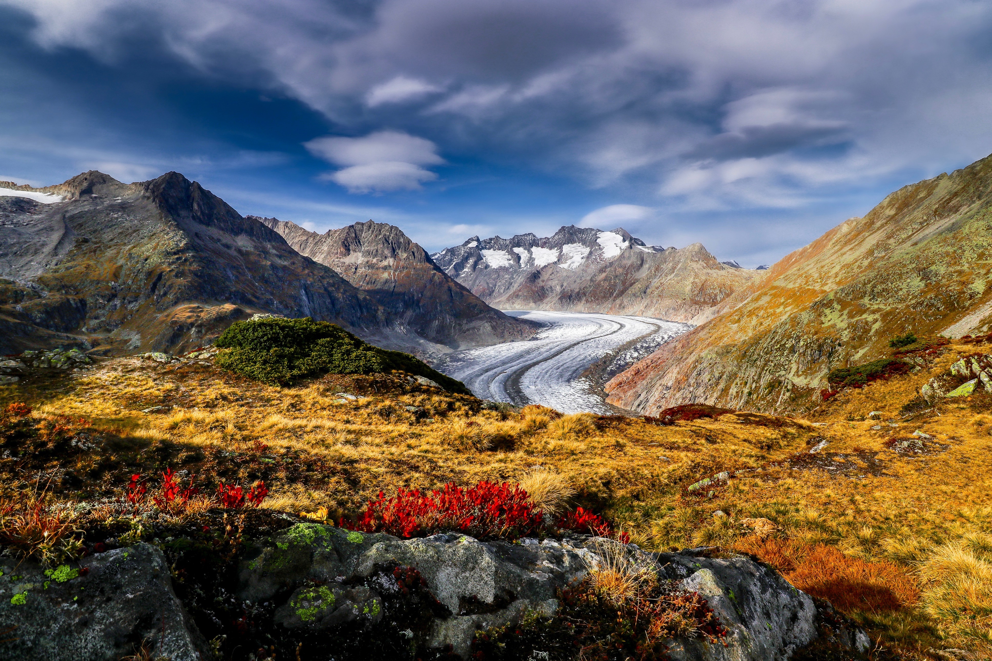 Скачать картинку Горы, Гора, Цветок, Альпы, Швейцария, Ледник, Земля/природа в телефон бесплатно.