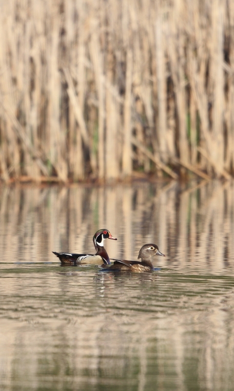 Download mobile wallpaper Birds, Animal, Duck for free.