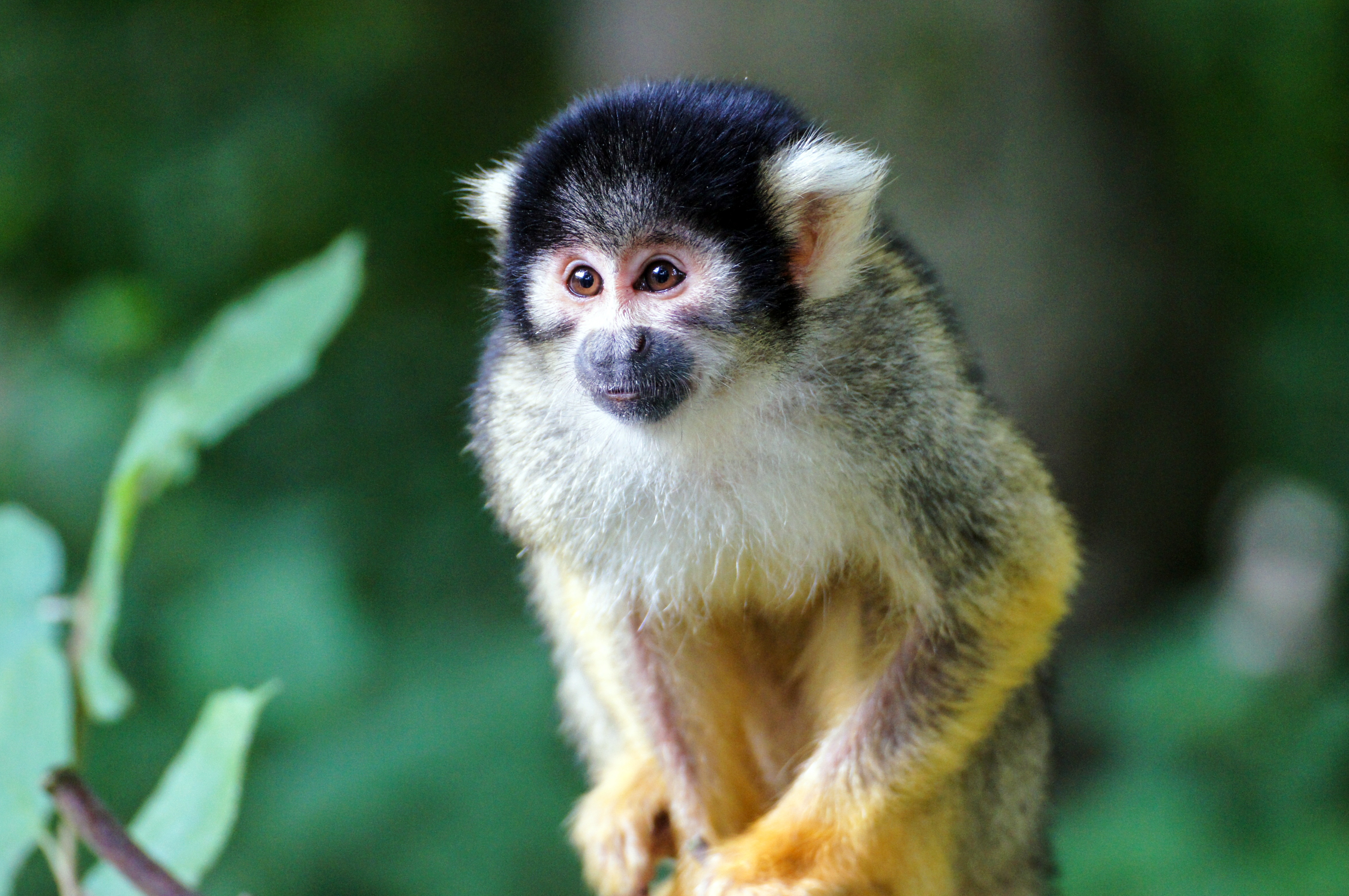 61273 descargar fondo de pantalla mono, animales, color, un mono, pequeña, petite, saimiri: protectores de pantalla e imágenes gratis