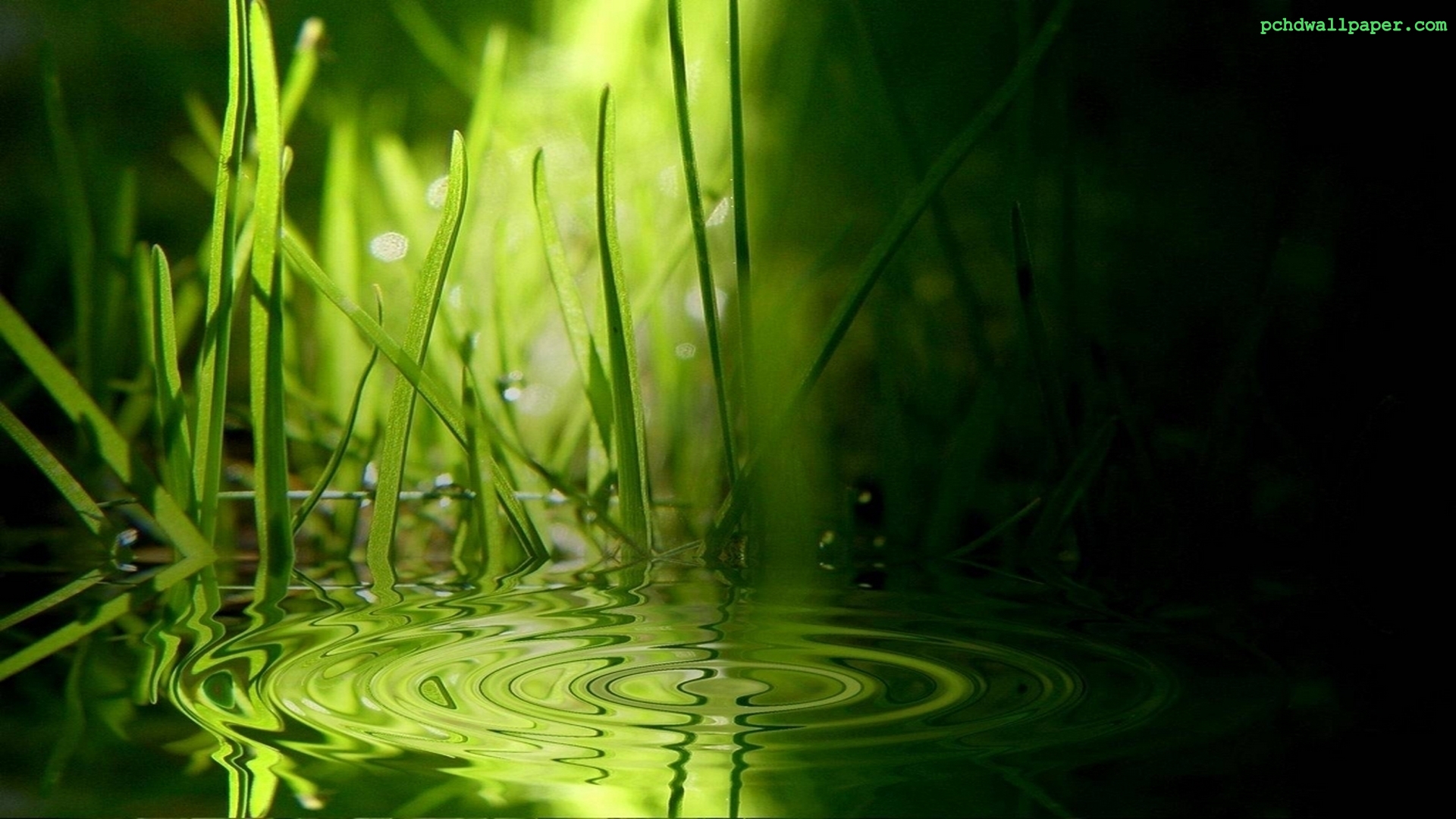 Download mobile wallpaper Water Drop, Grass, Earth for free.