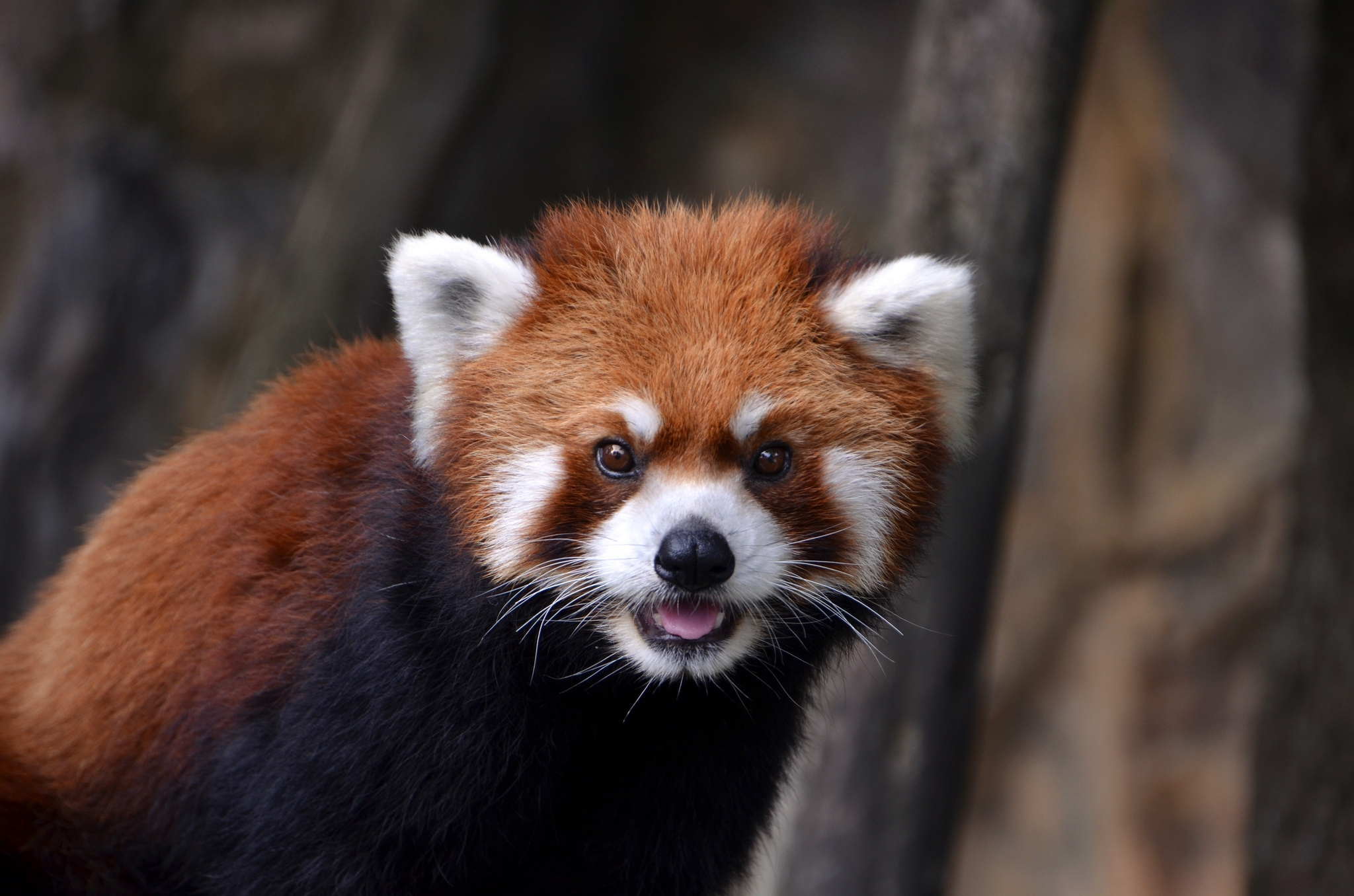 63330 скачать картинку красная панда, животные, взгляд, зверек - обои и заставки бесплатно