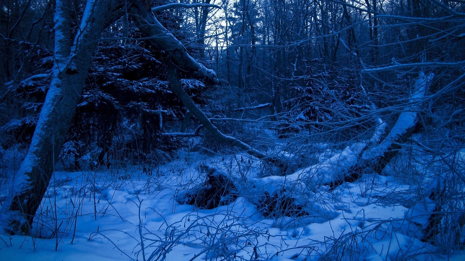 Laden Sie das Winter, Schnee, Baum, Ast, Erde/natur-Bild kostenlos auf Ihren PC-Desktop herunter