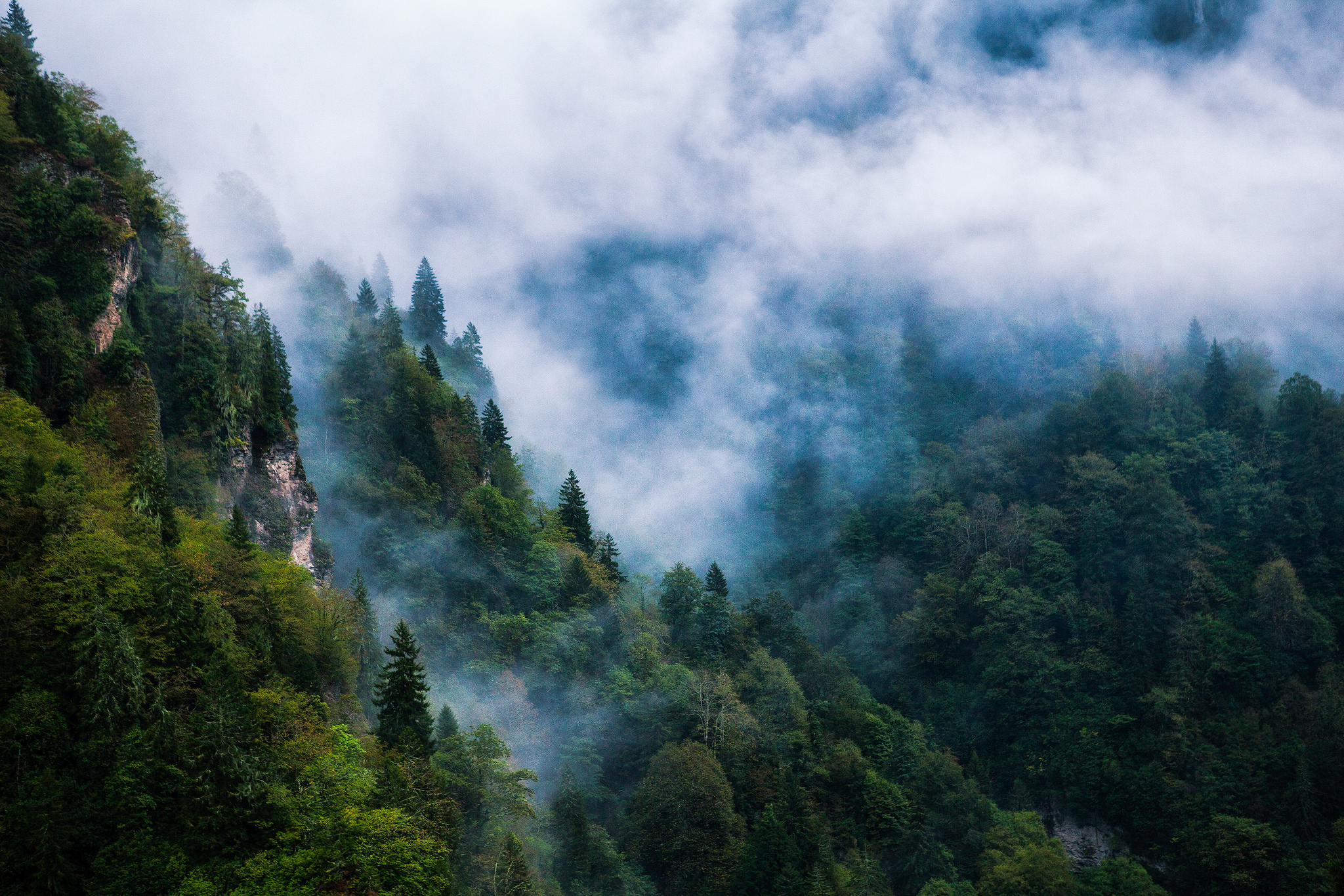 Laden Sie das Natur, Wald, Nebel, Erde/natur-Bild kostenlos auf Ihren PC-Desktop herunter