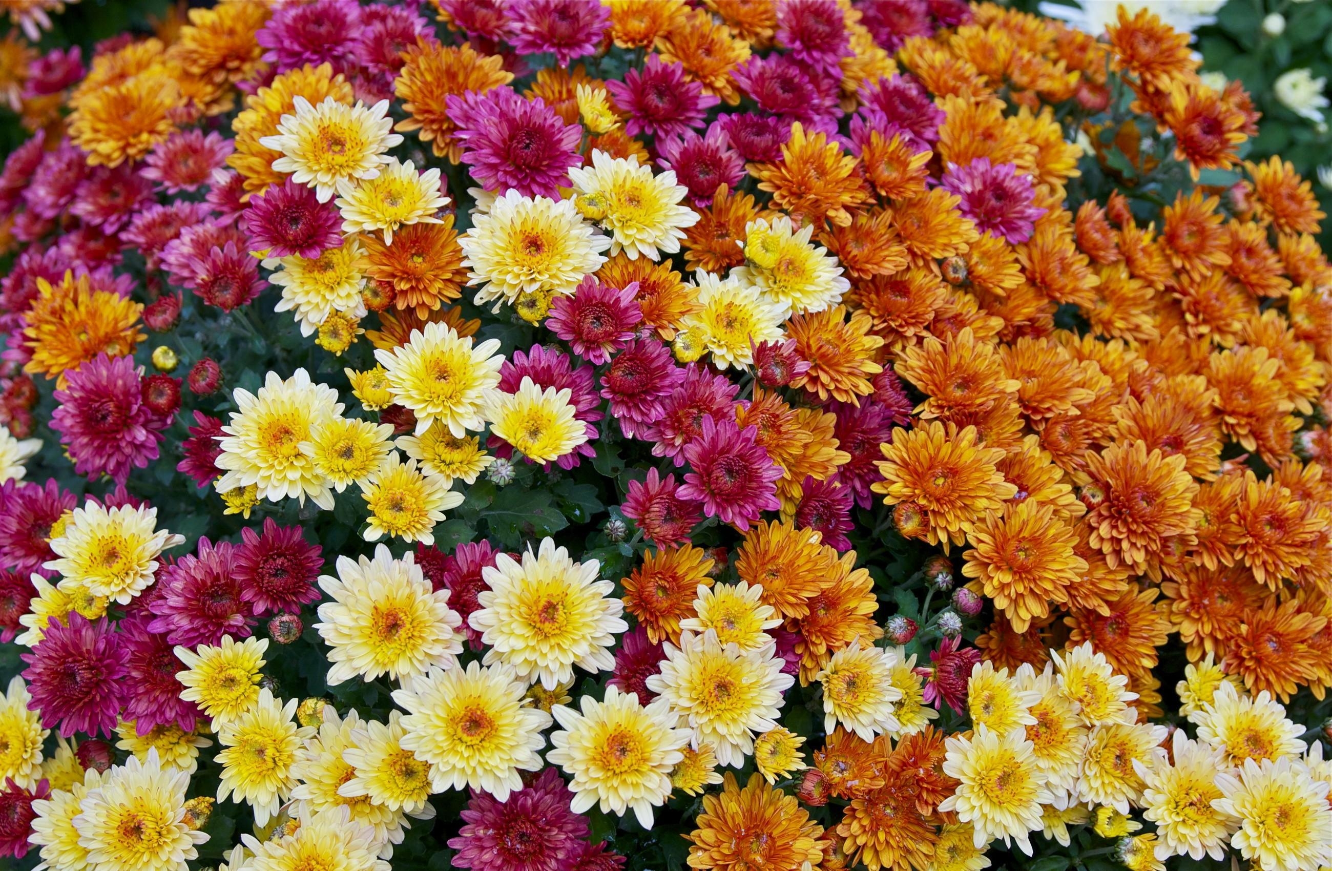 108997 скачать обои цветы, хризантемы, много, яркие, разнообразие - заставки и картинки бесплатно