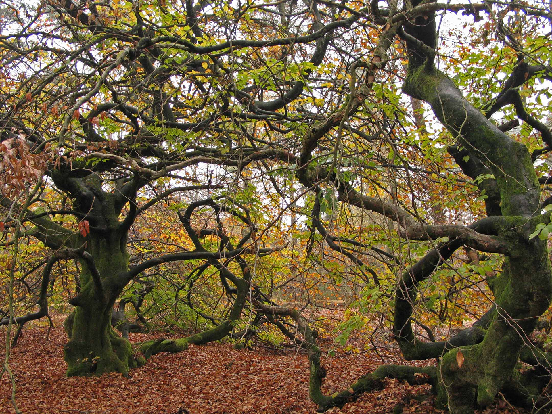Скачать обои бесплатно Природа, Осень, Лес, Дерево, Ветка, Земля/природа картинка на рабочий стол ПК
