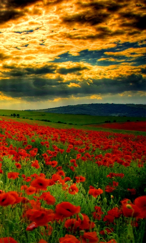 Download mobile wallpaper Landscape, Flowers, Sunset, Flower, Earth, Field, Cloud, Poppy, Red Flower for free.