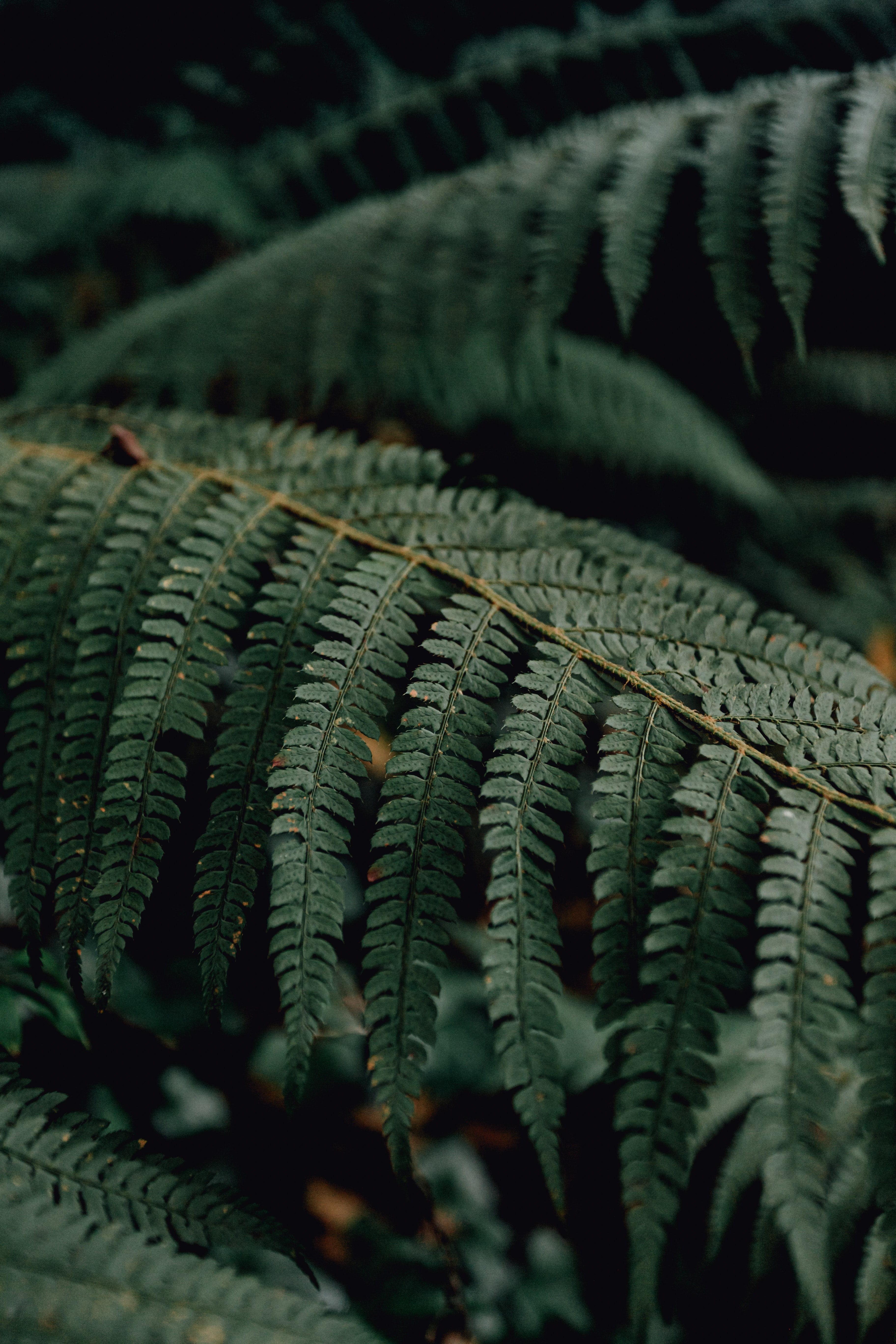 Download mobile wallpaper Macro, Branch, Fern, Leaves, Plant for free.