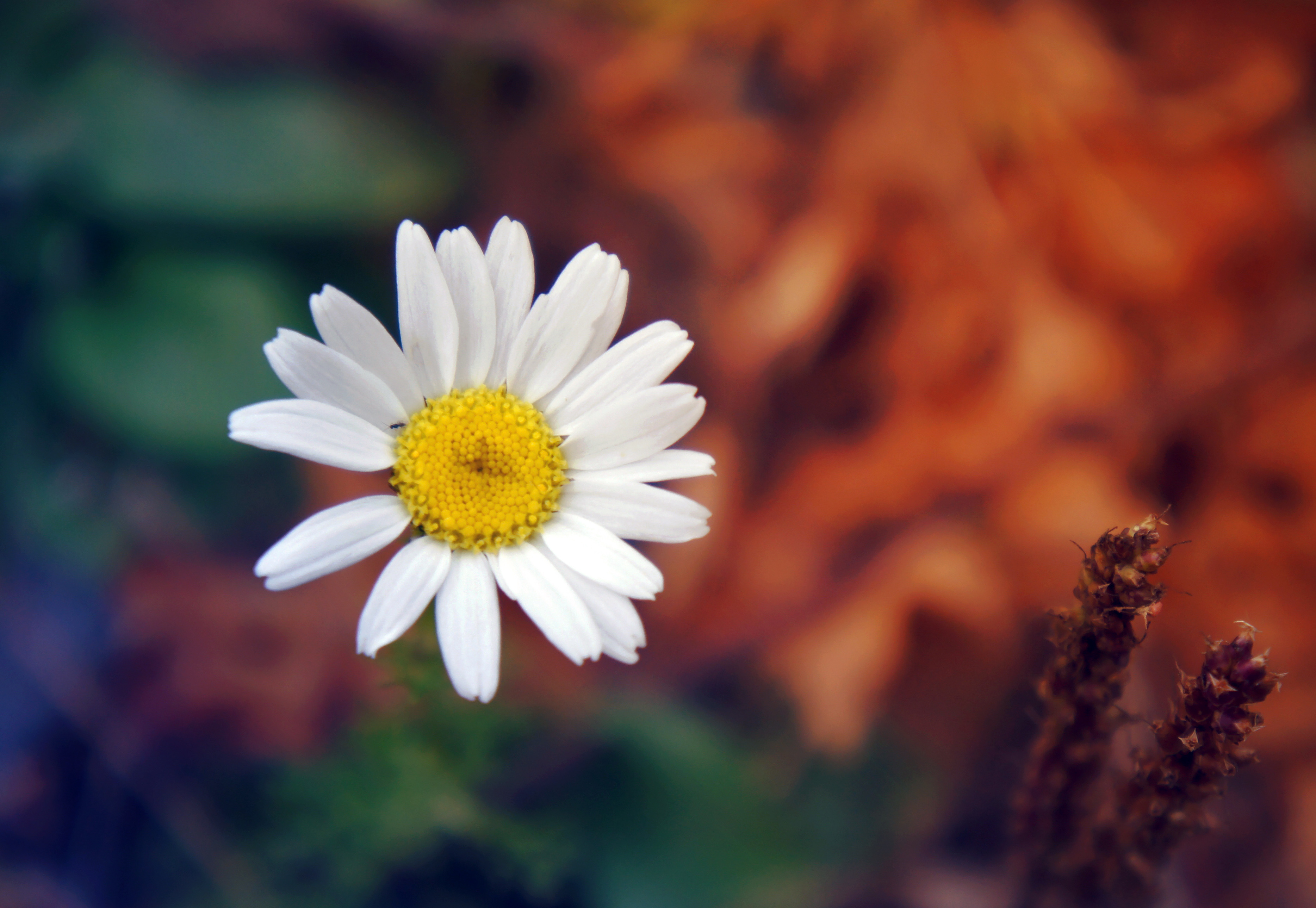 Free download wallpaper Macro, Chamomile, Petals, Camomile, Flower on your PC desktop