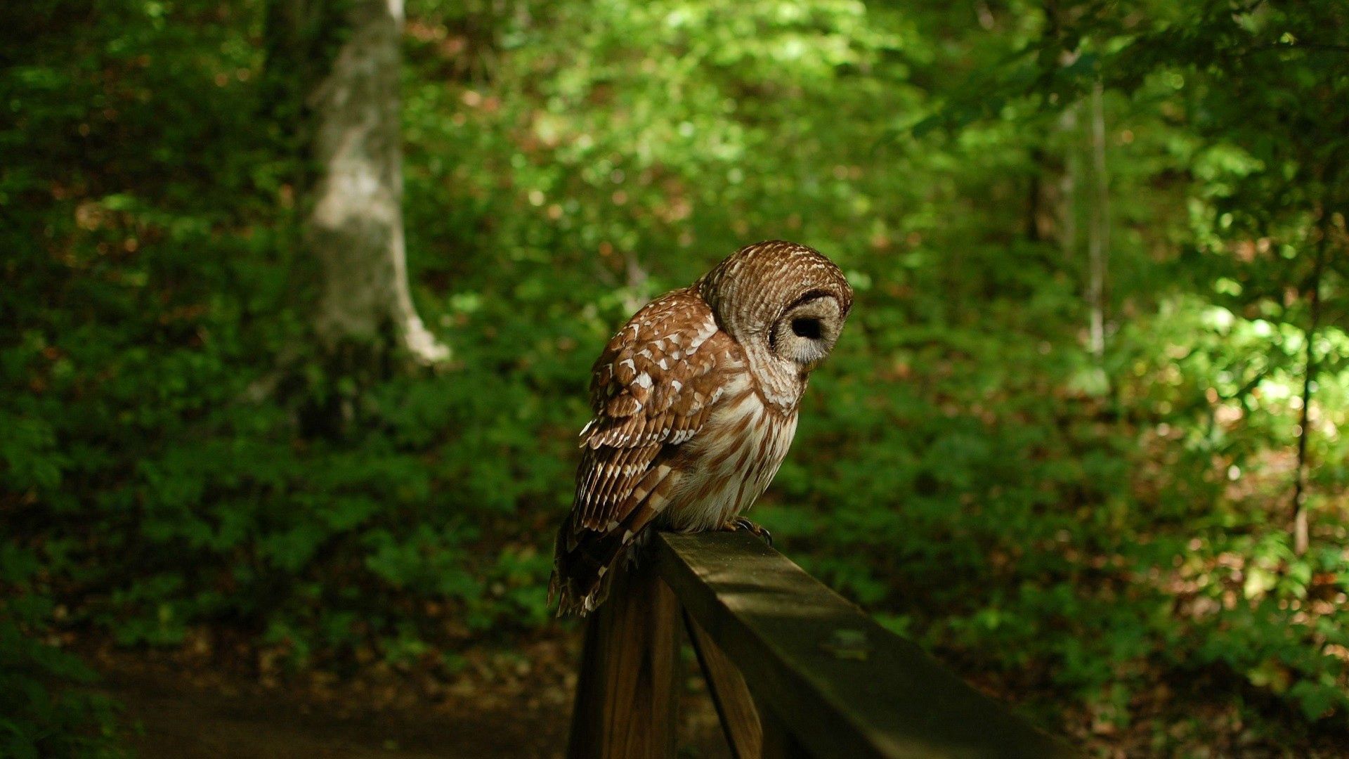 Download mobile wallpaper Animals, Grass, Forest, Shadow, Owl for free.