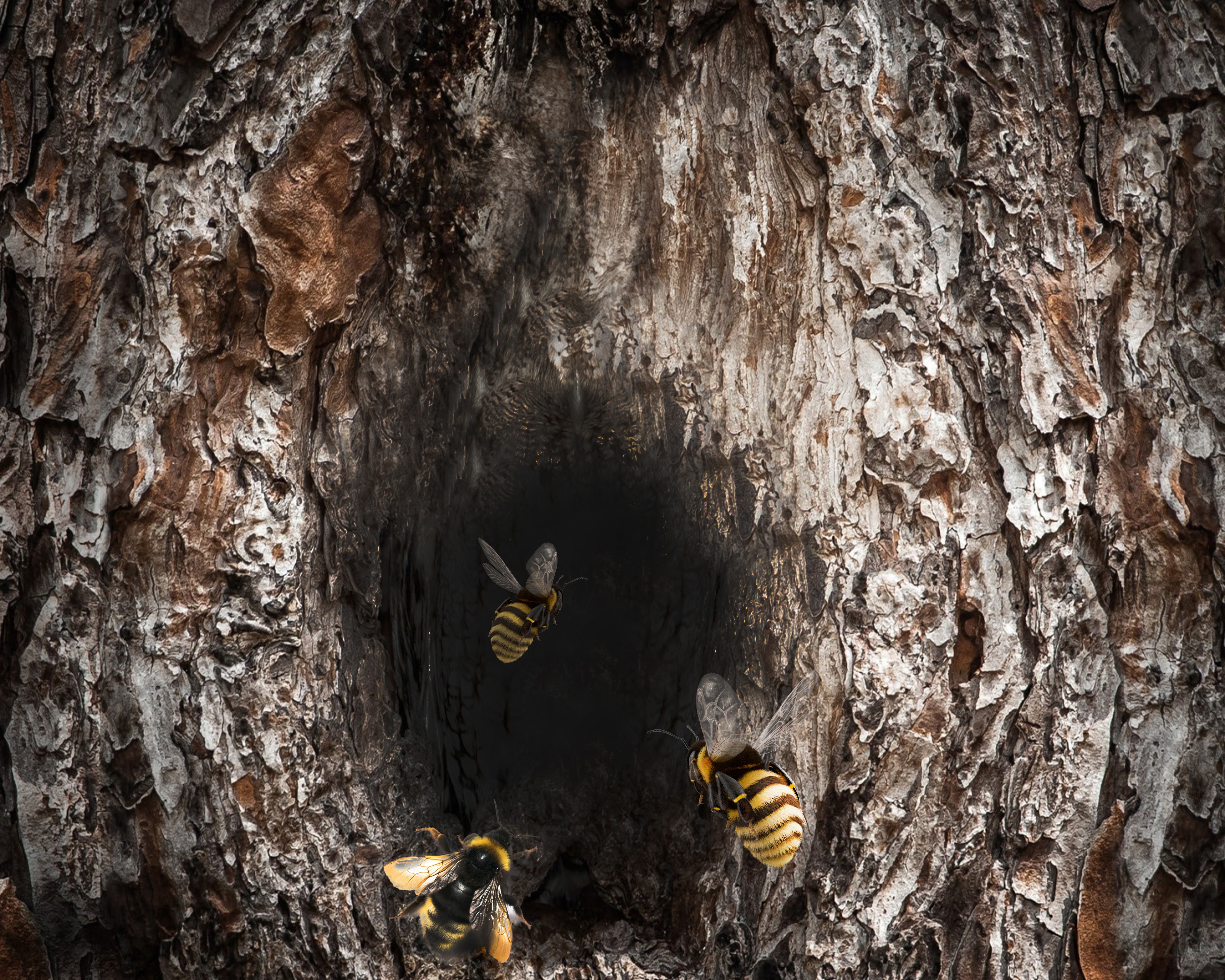 Laden Sie das Tiere, Insekten, Insekt, Biene-Bild kostenlos auf Ihren PC-Desktop herunter