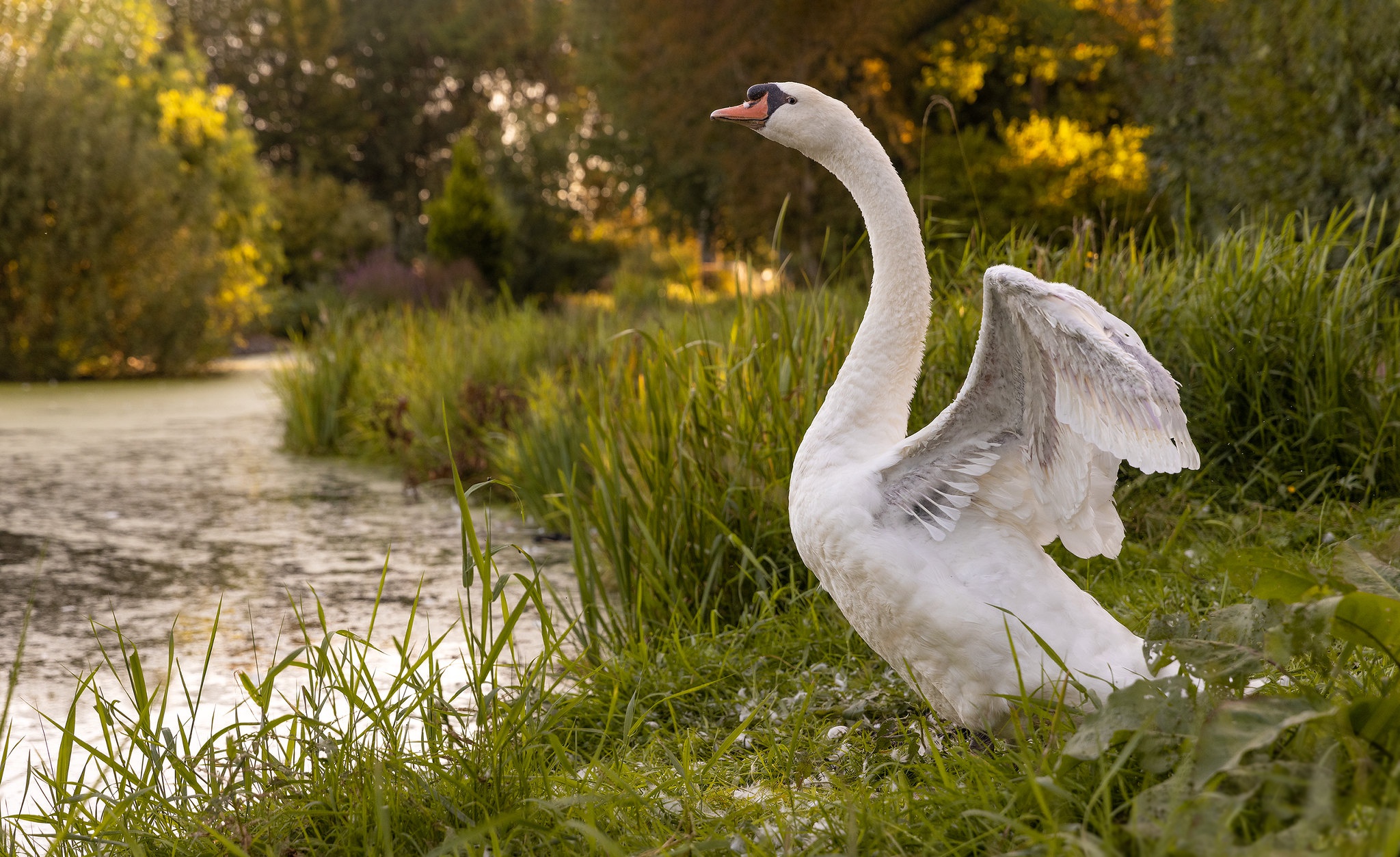 Download mobile wallpaper Birds, Bird, Animal, Swan, Mute Swan for free.