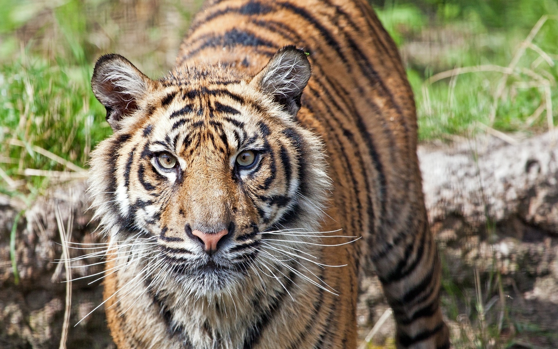 Handy-Wallpaper Tiere, Katzen, Tiger kostenlos herunterladen.