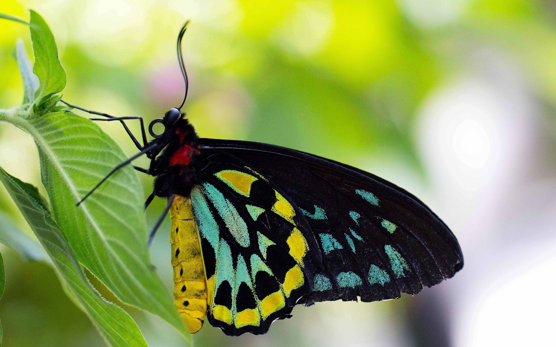 Free download wallpaper Leaf, Butterfly, Animal on your PC desktop