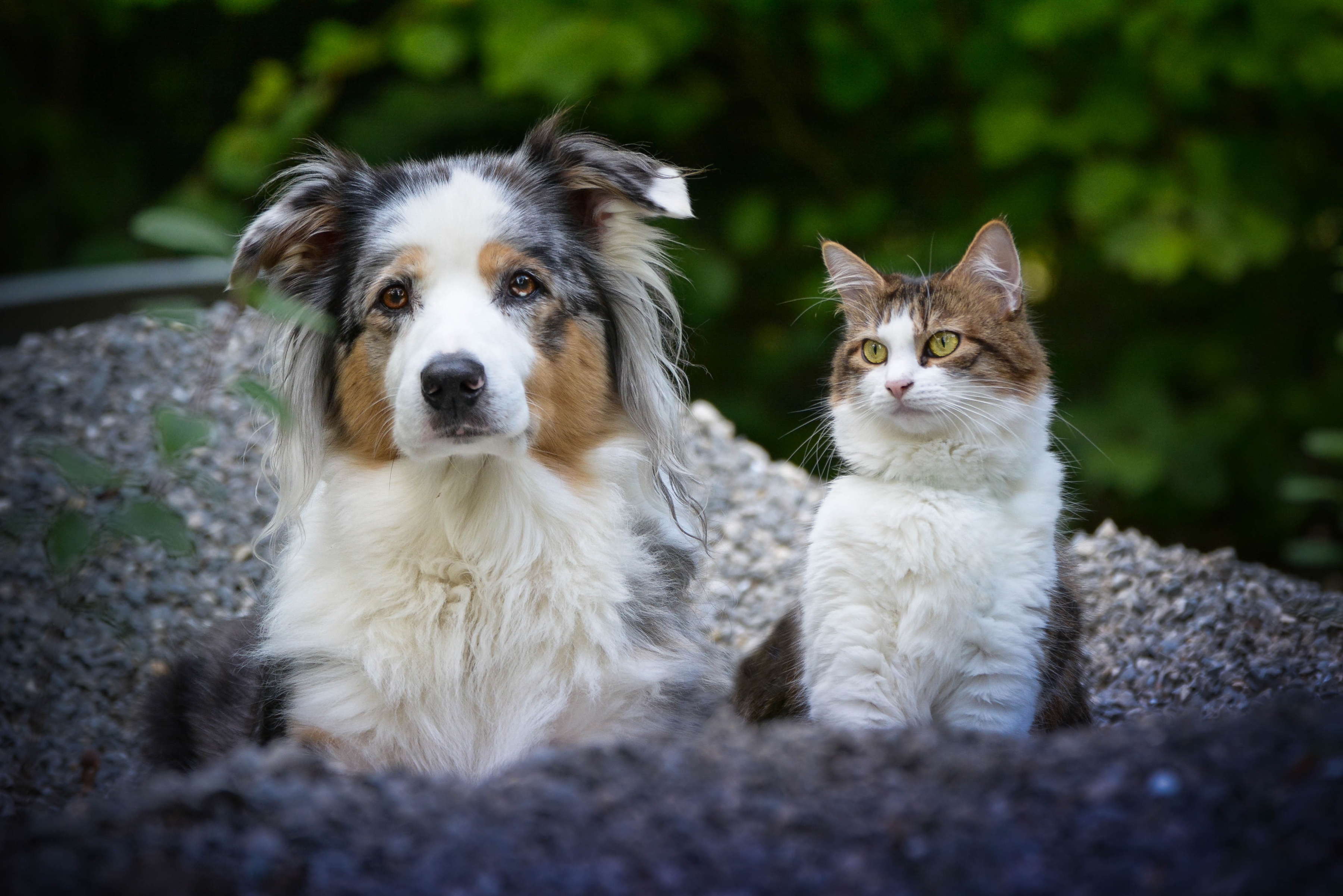 Download mobile wallpaper Cat, Dog, Animal, Australian Shepherd, Cat & Dog for free.