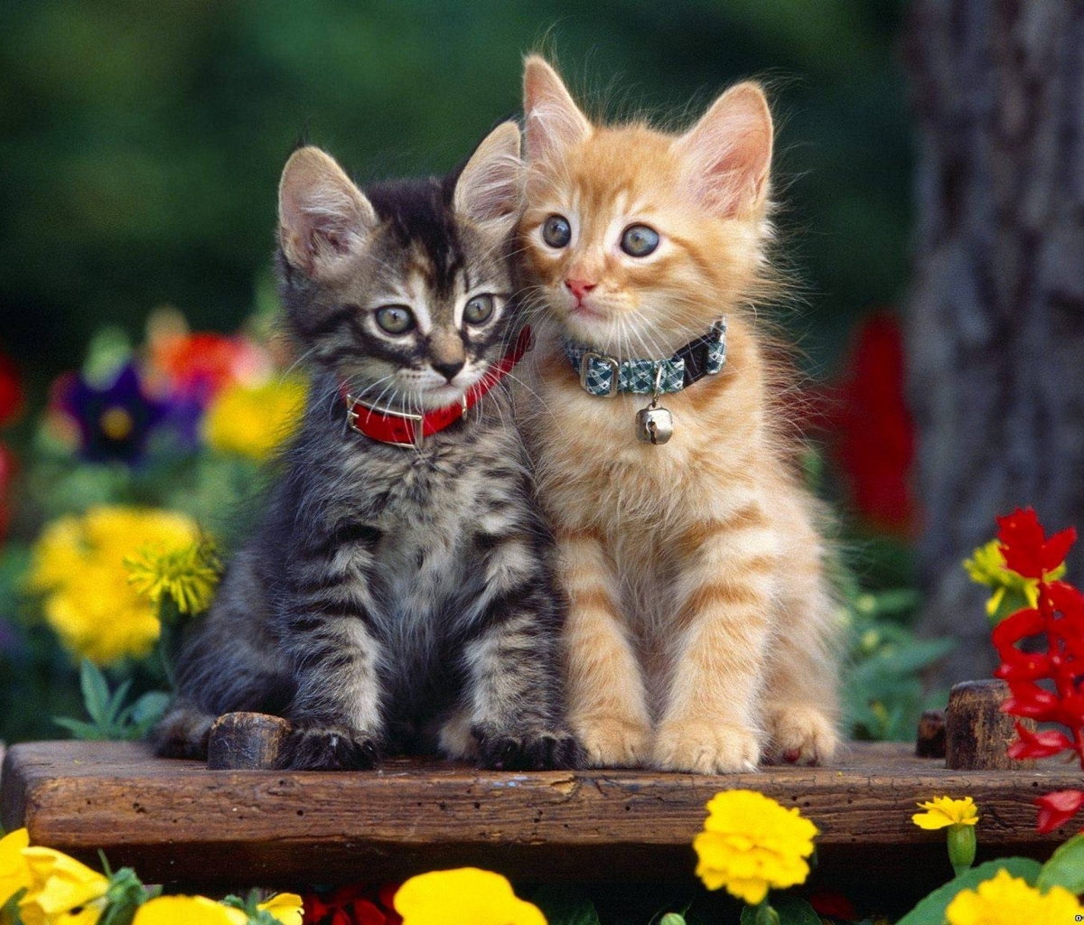 Handy-Wallpaper Tiere, Katzen, Katze, Kätzchen, Süß kostenlos herunterladen.