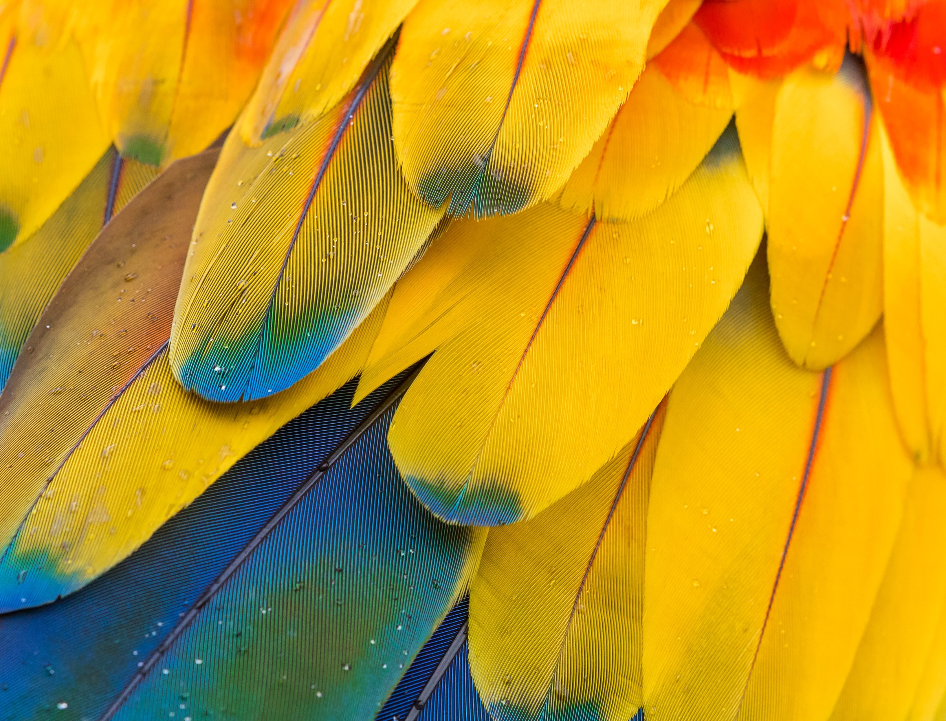 Download mobile wallpaper Feather, Macro, Motley, Multicolored for free.