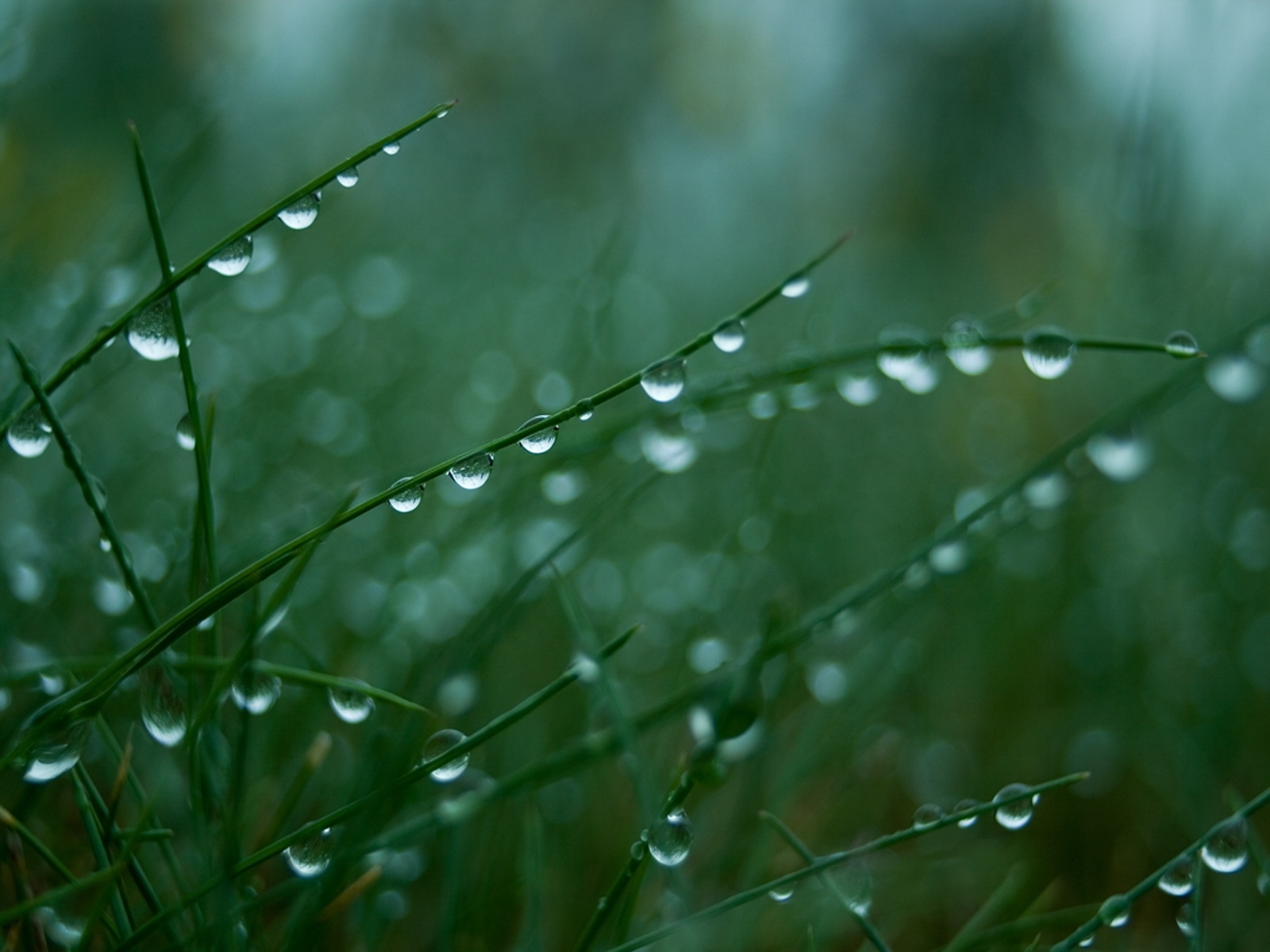 Download mobile wallpaper Plants, Grass, Drops for free.