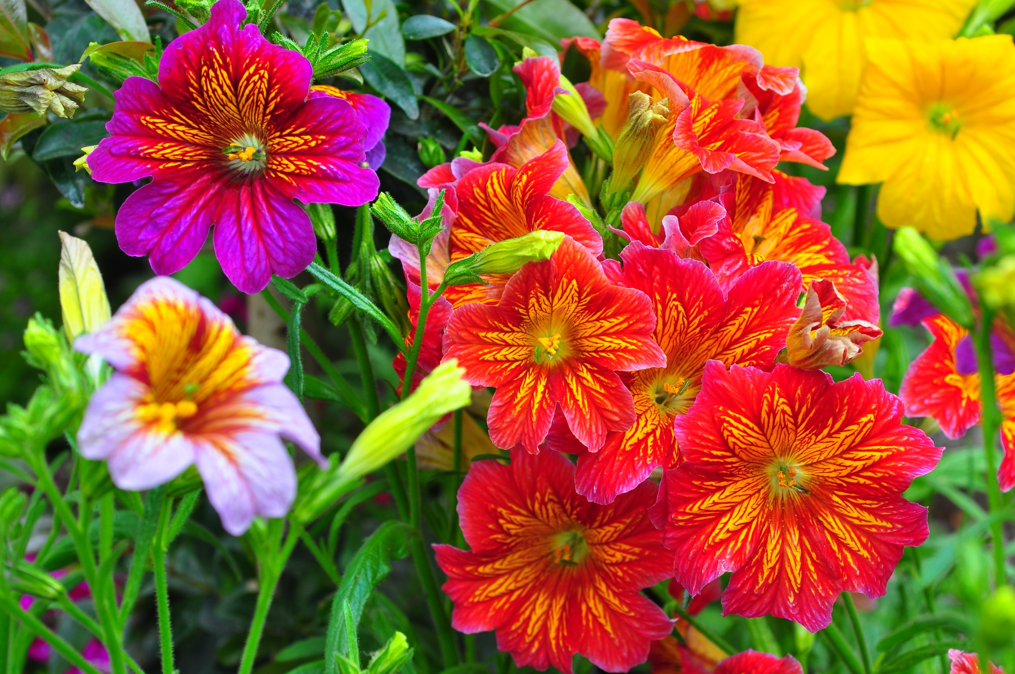 Laden Sie das Natur, Blumen, Blume, Blatt, Farben, Bunt, Lila Blume, Rote Blume, Erde/natur-Bild kostenlos auf Ihren PC-Desktop herunter