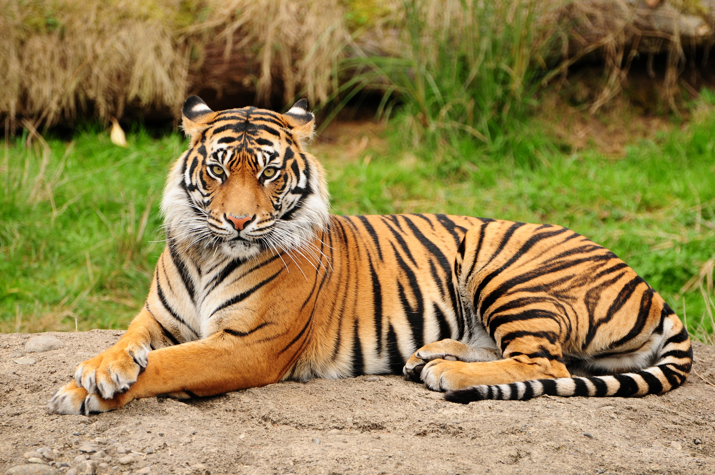 55960 скачать картинку тигр, животные, большая кошка, природа, лежать, хищник - обои и заставки бесплатно