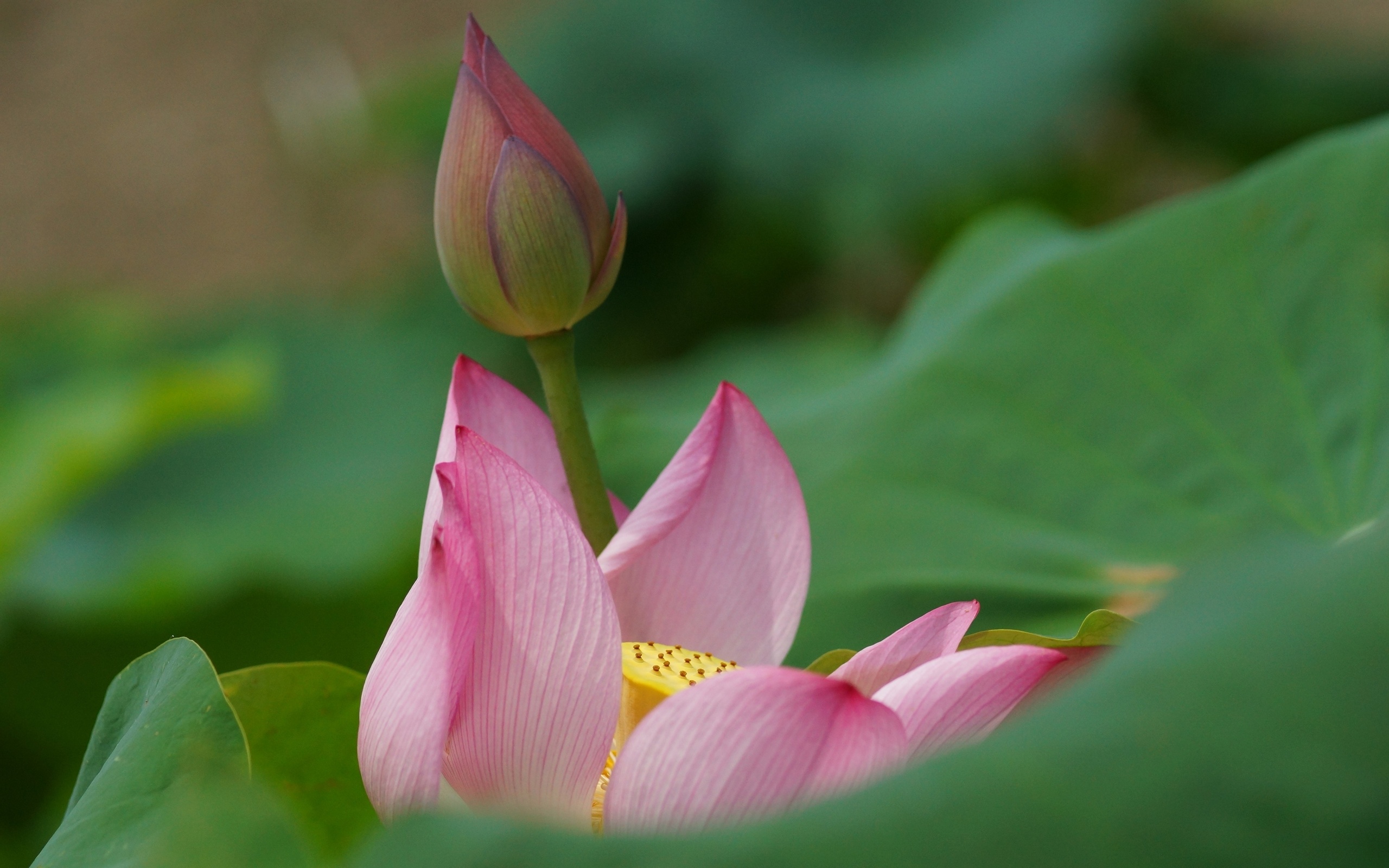 Download mobile wallpaper Lotus, Flowers, Flower, Earth for free.