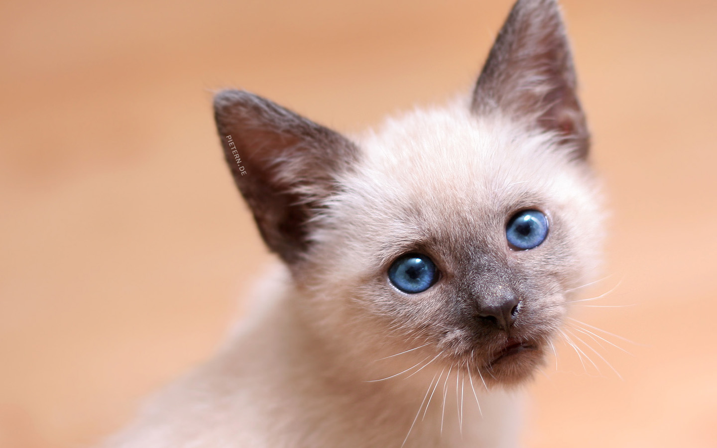 Téléchargez des papiers peints mobile Animaux, Chat, Chaton gratuitement.