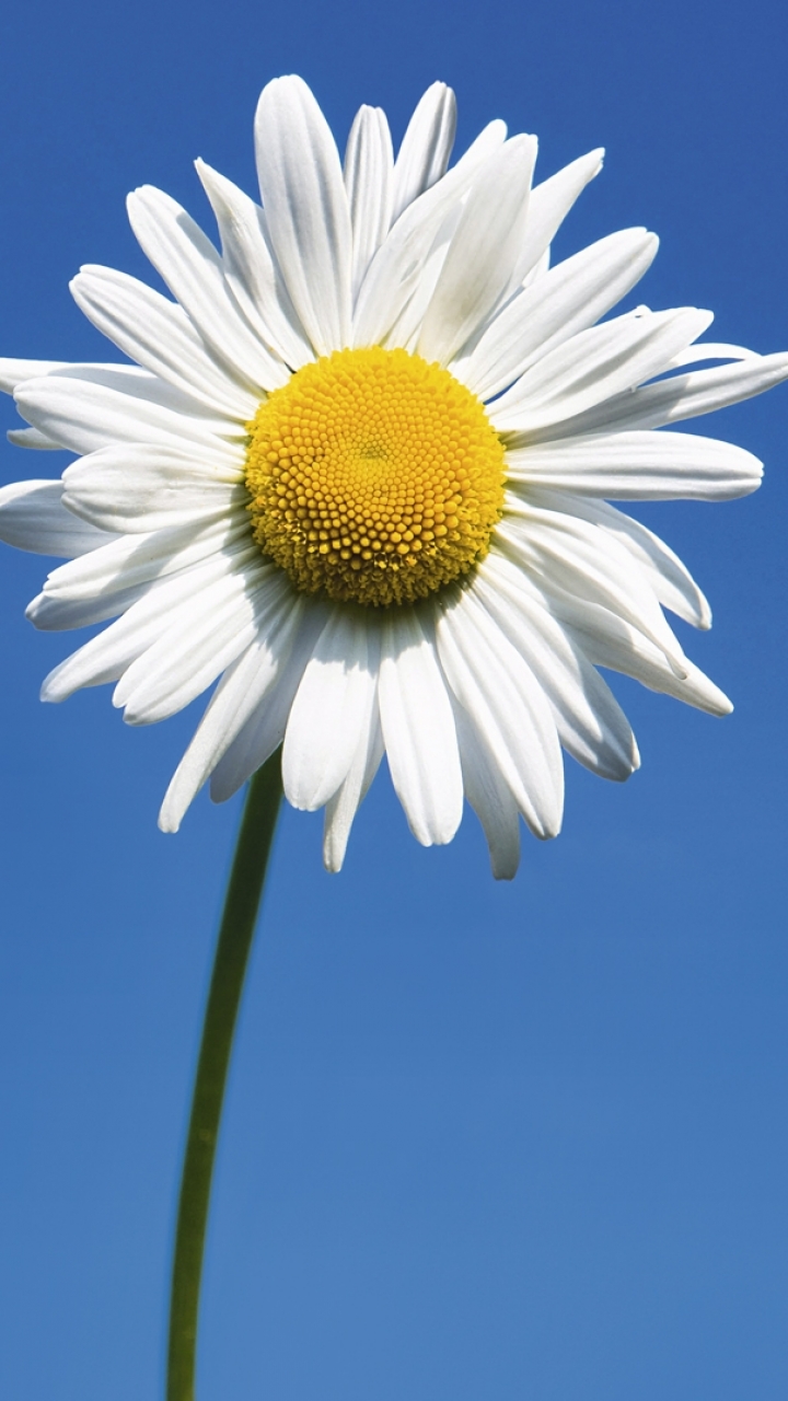 Download mobile wallpaper Flowers, Earth, Daisy for free.