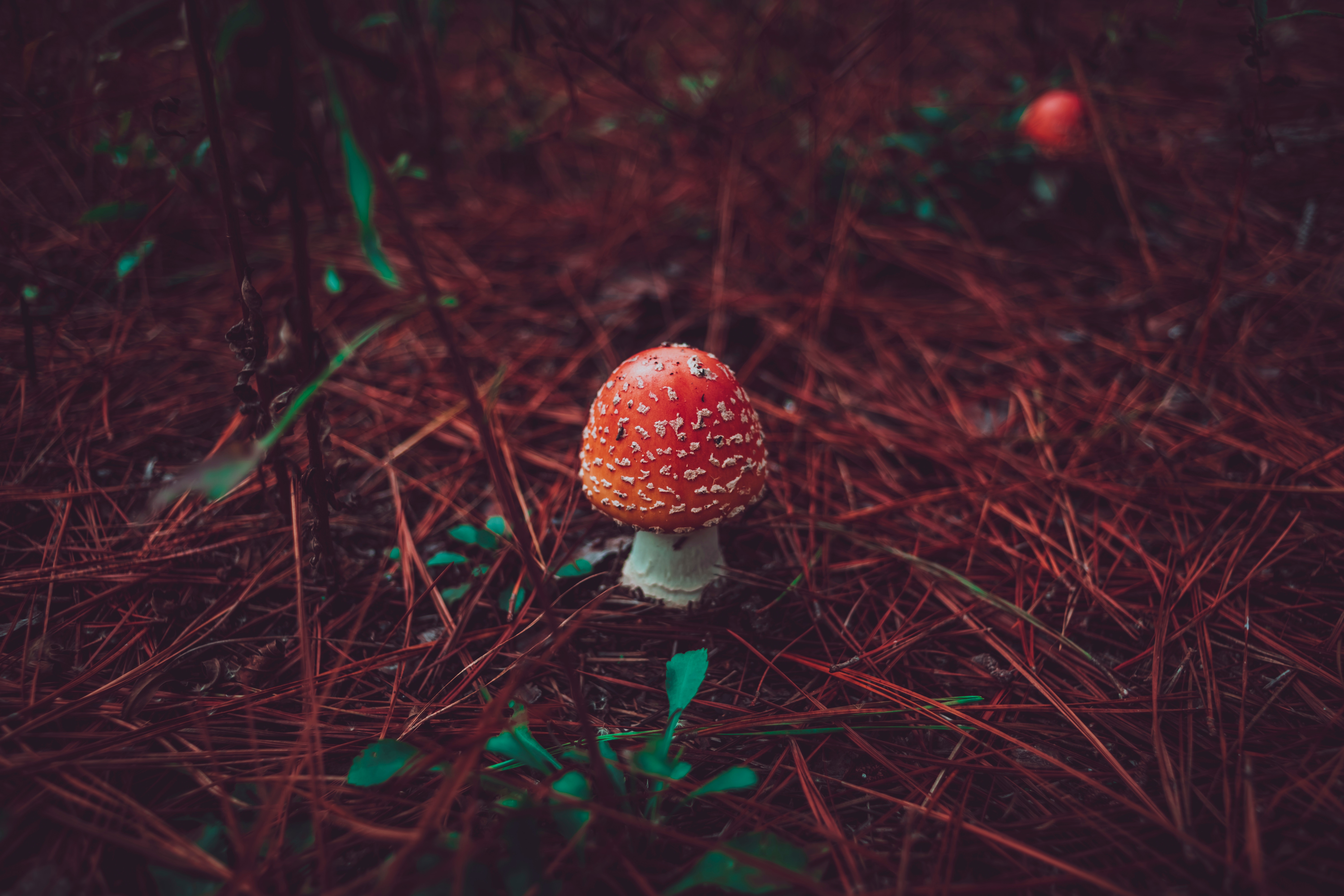 wallpapers mushroom, grass, nature, autumn, fly agaric