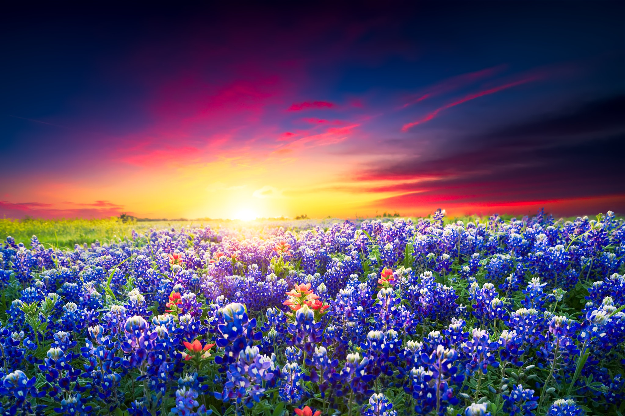 Téléchargez gratuitement l'image Coucher De Soleil, Été, Fleur, Prairie, Champ, Lupin, Ciel, Terre/nature sur le bureau de votre PC
