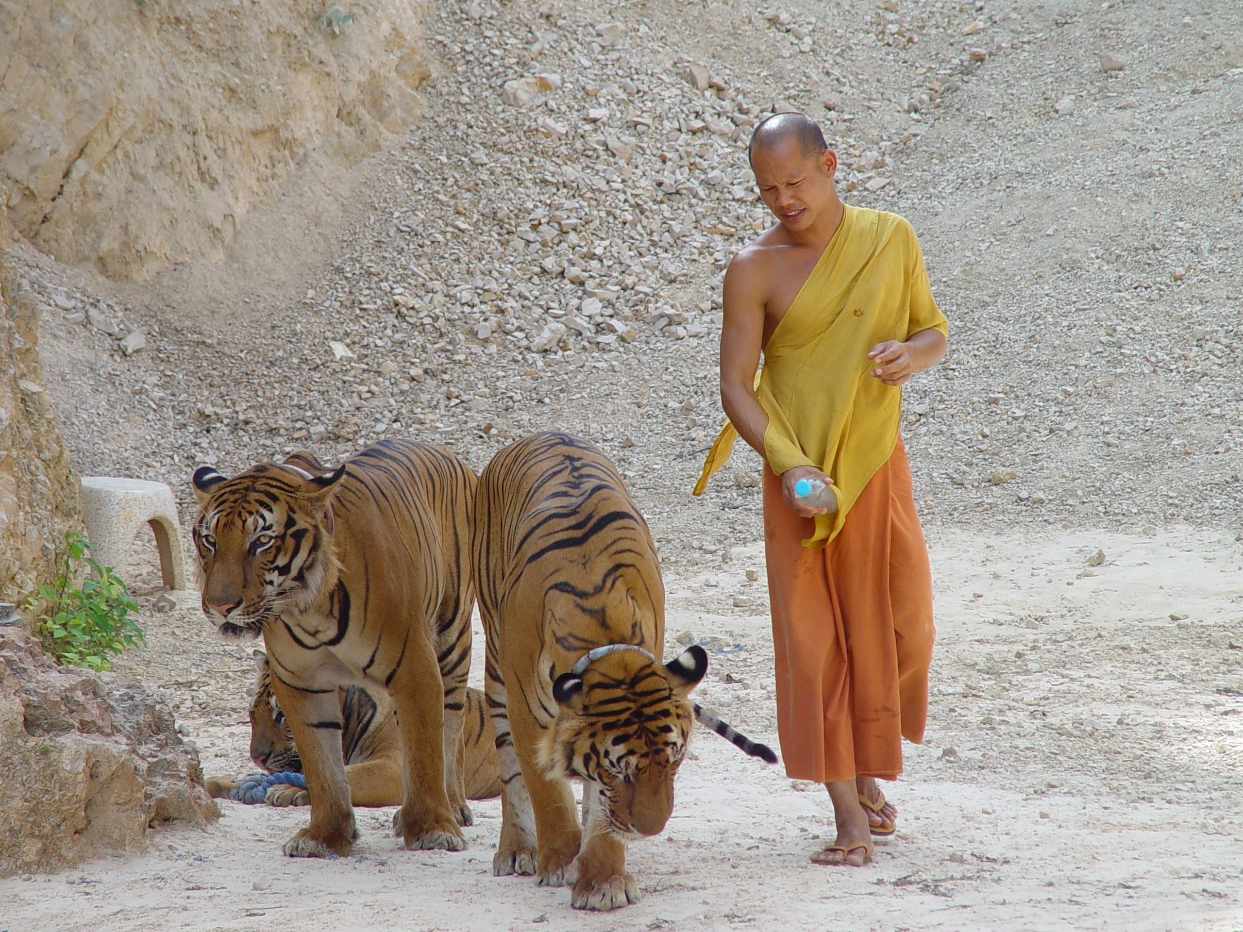 Handy-Wallpaper Tiere, Tiger kostenlos herunterladen.